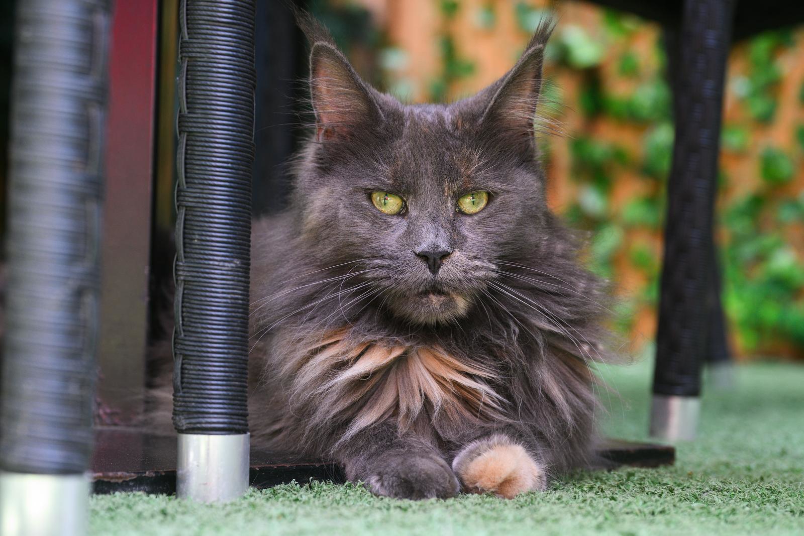 Kakva uživancija: Mačke uživaju u hladovini terase Cat caffea u Zagrebu
