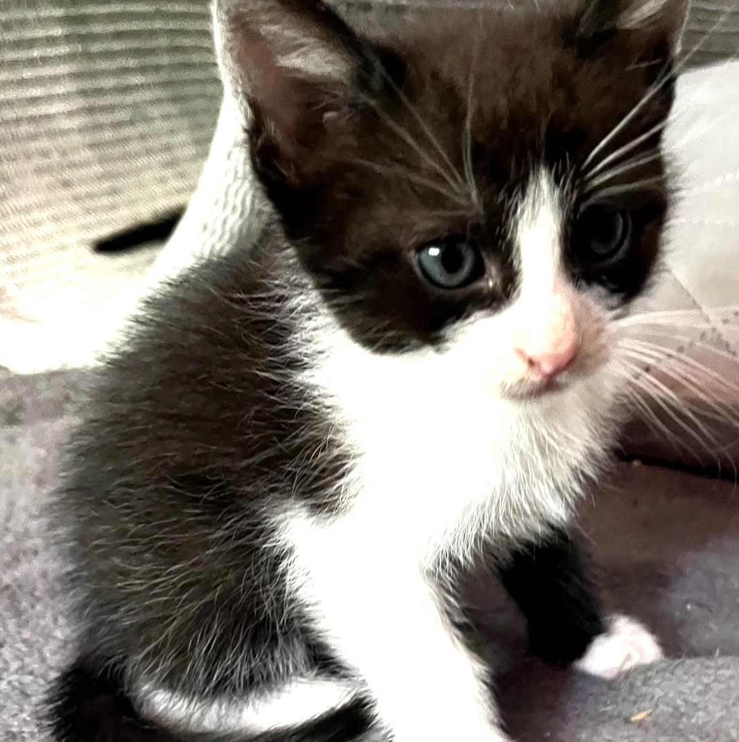 Pet preslatkih mačića traži zauvijek dom