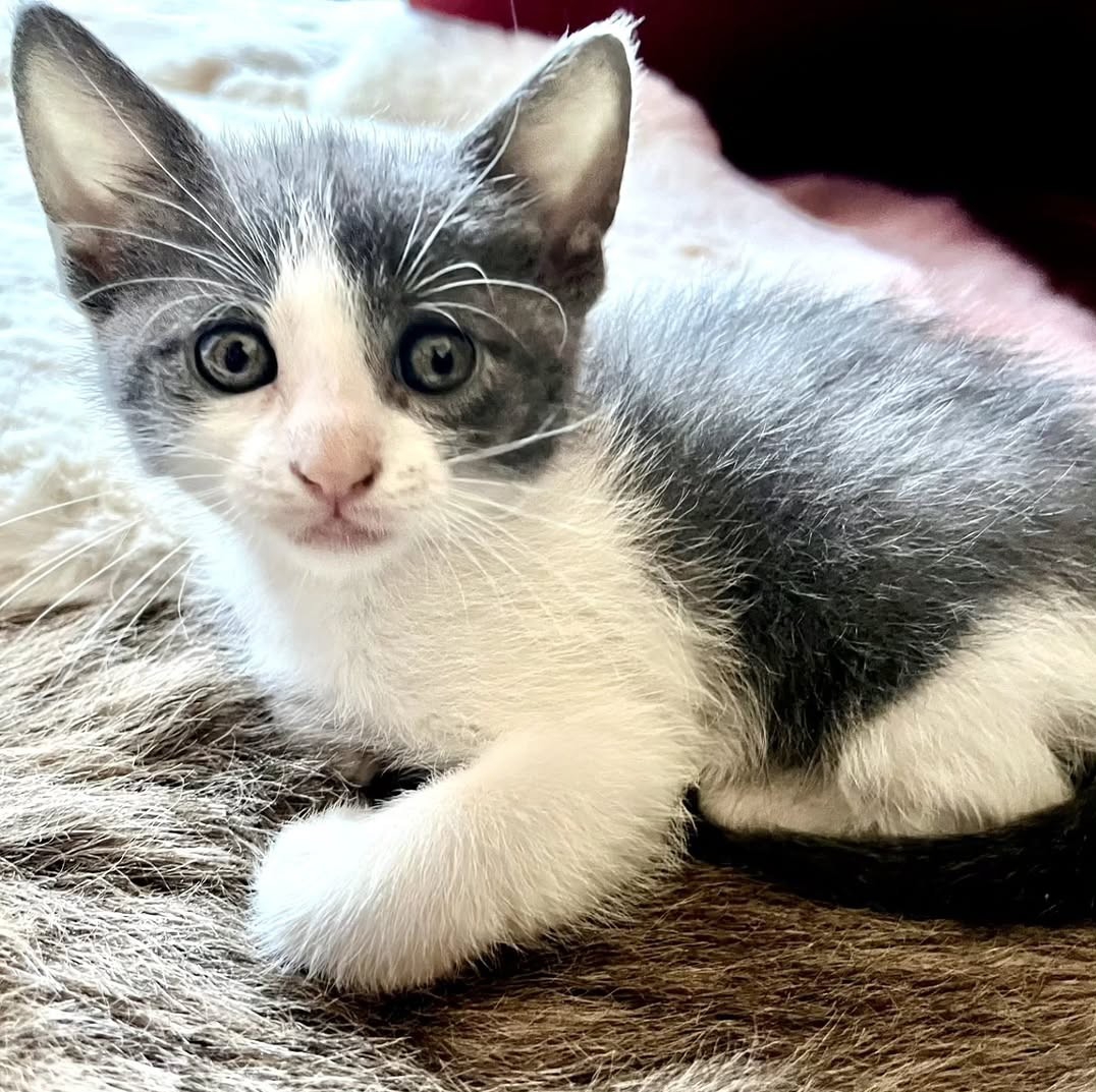 Pet preslatkih mačića traži zauvijek dom