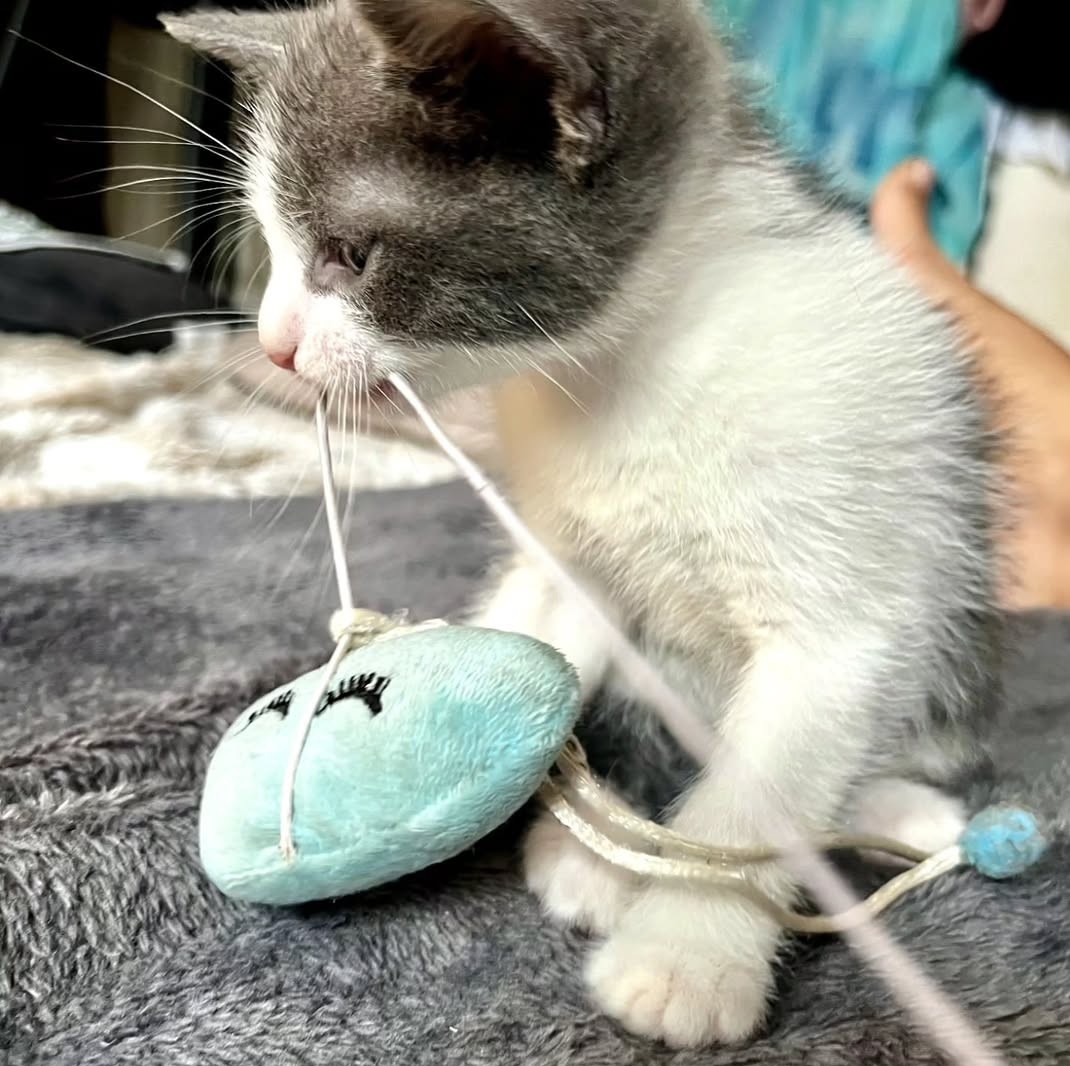 Pet preslatkih mačića traži zauvijek dom