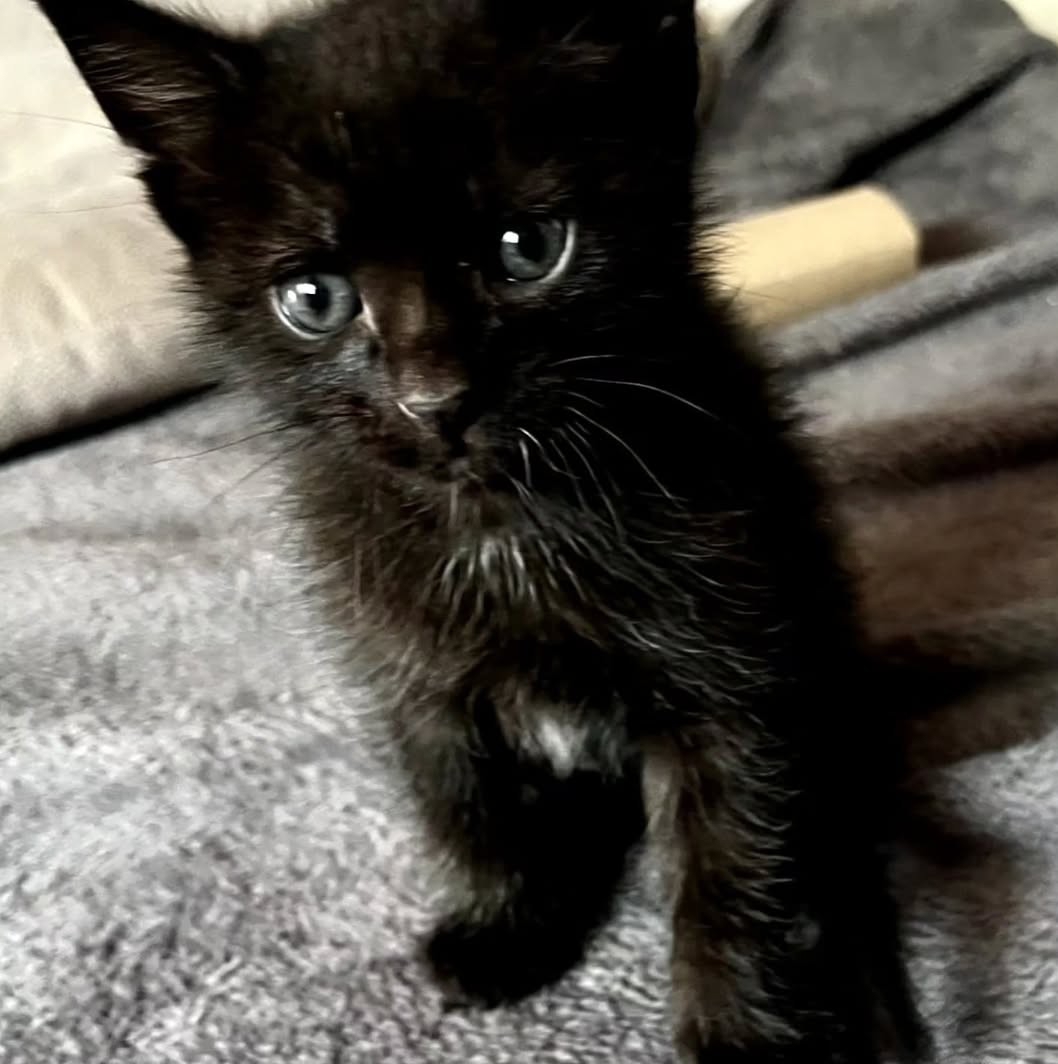 Pet preslatkih mačića traži zauvijek dom