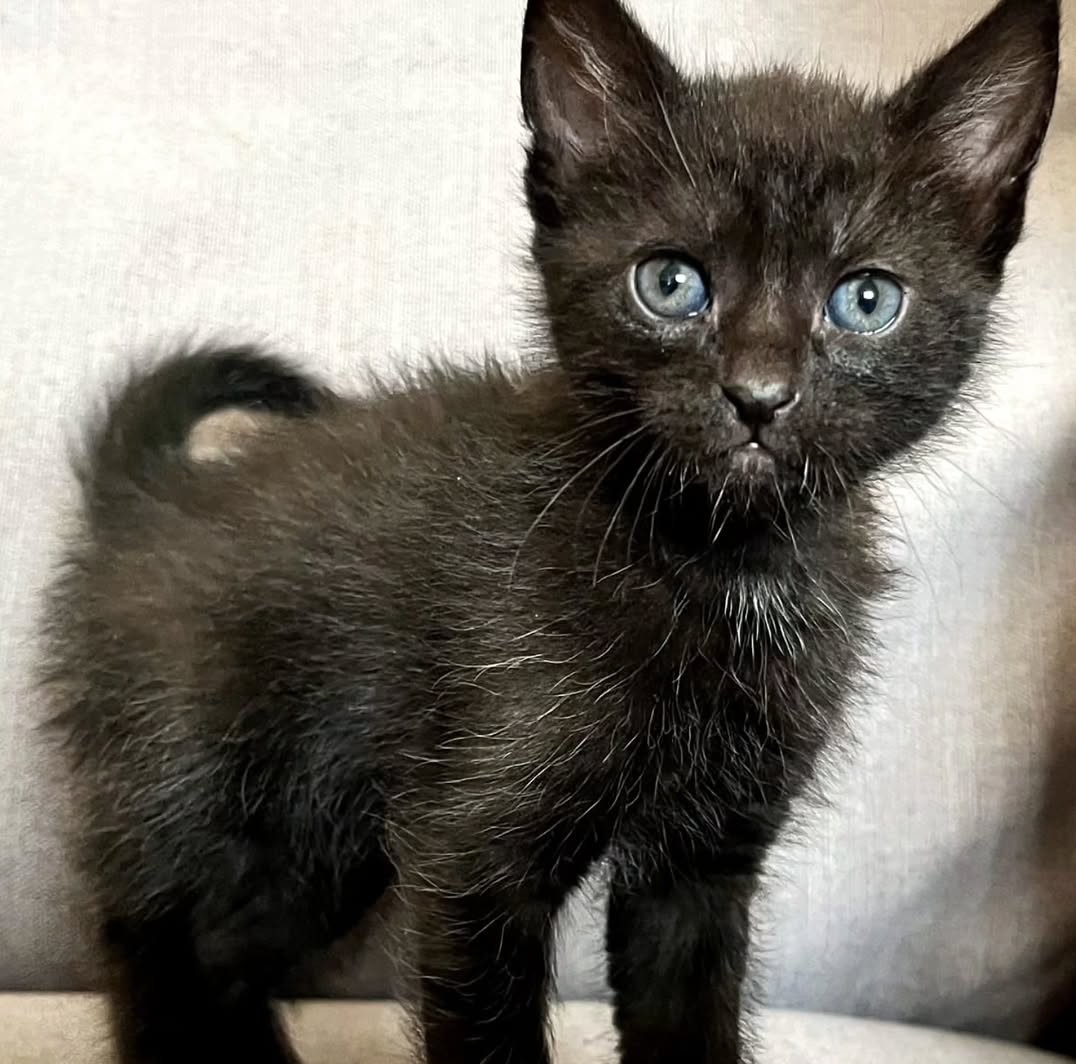 Pet preslatkih mačića traži zauvijek dom