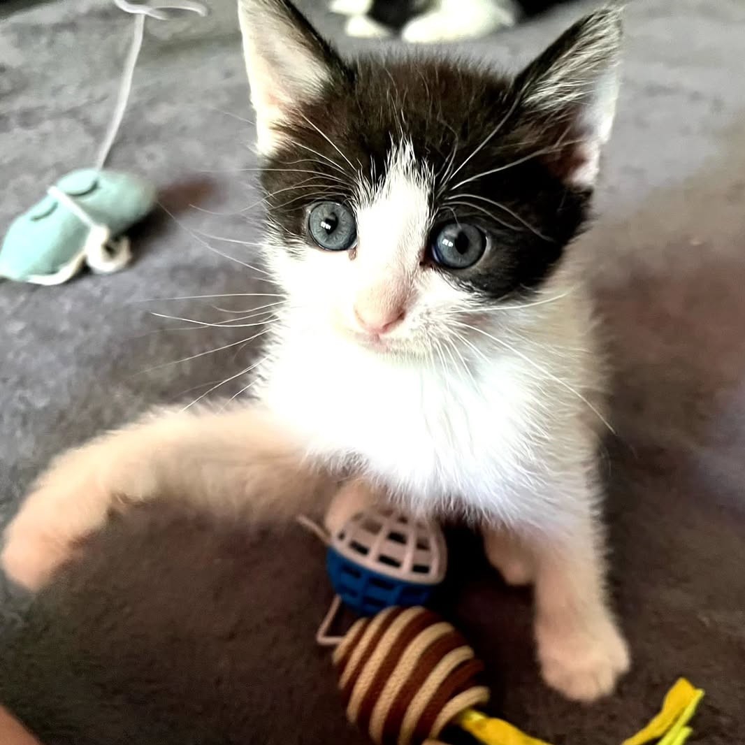 Pet preslatkih mačića traži zauvijek dom