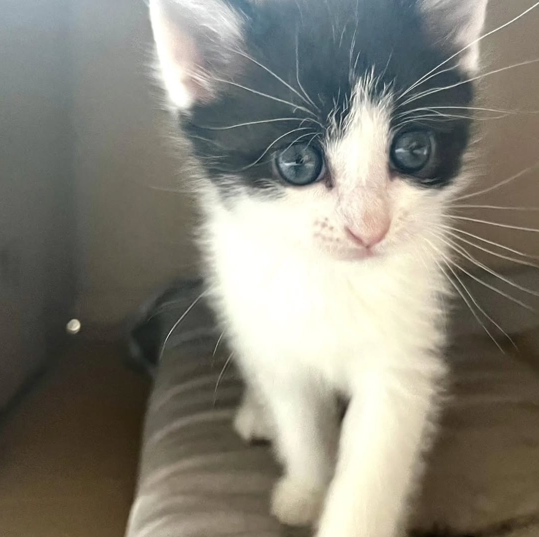Pet preslatkih mačića traži zauvijek dom