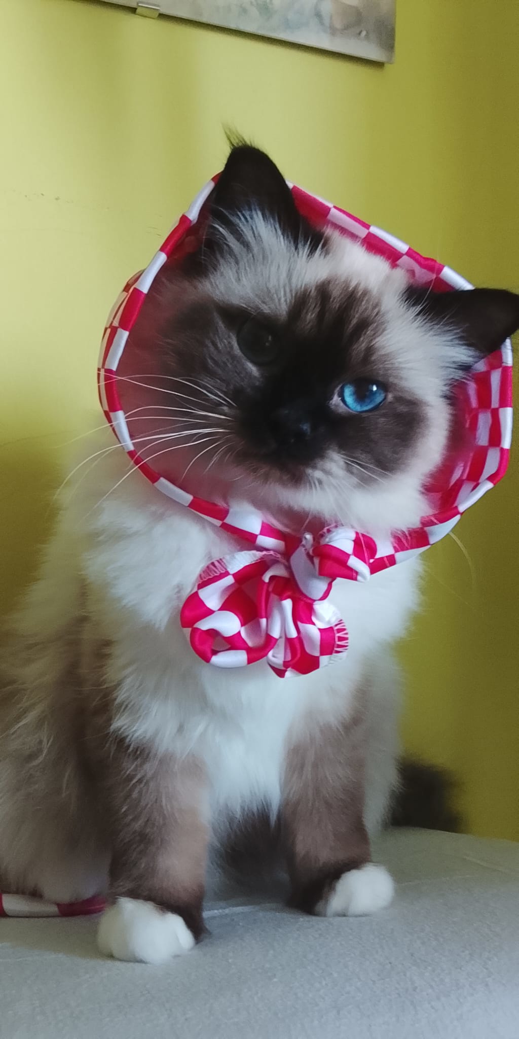 FOTO Slali ste nam fotke svojih navijača, složili smo najslađu galeriju dana
