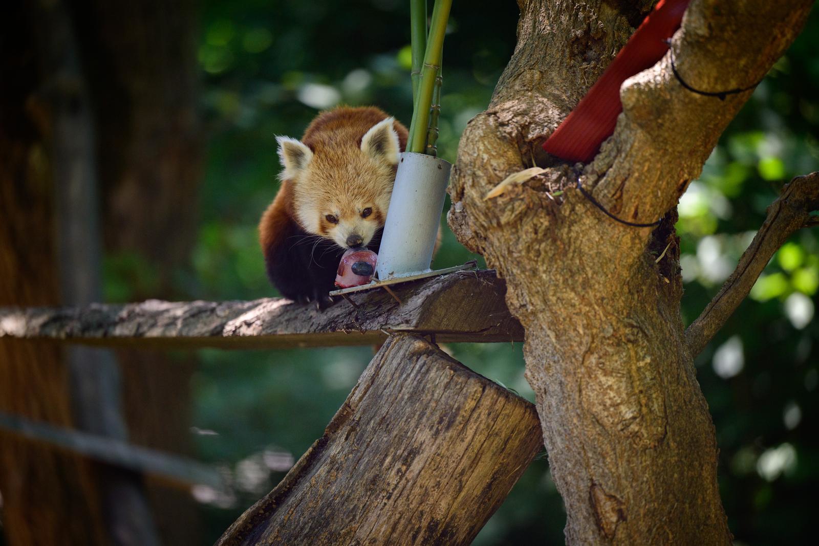FOTO Životinje u zagrebačkom zoološkom vrtu dobile poslastice za osvježenje