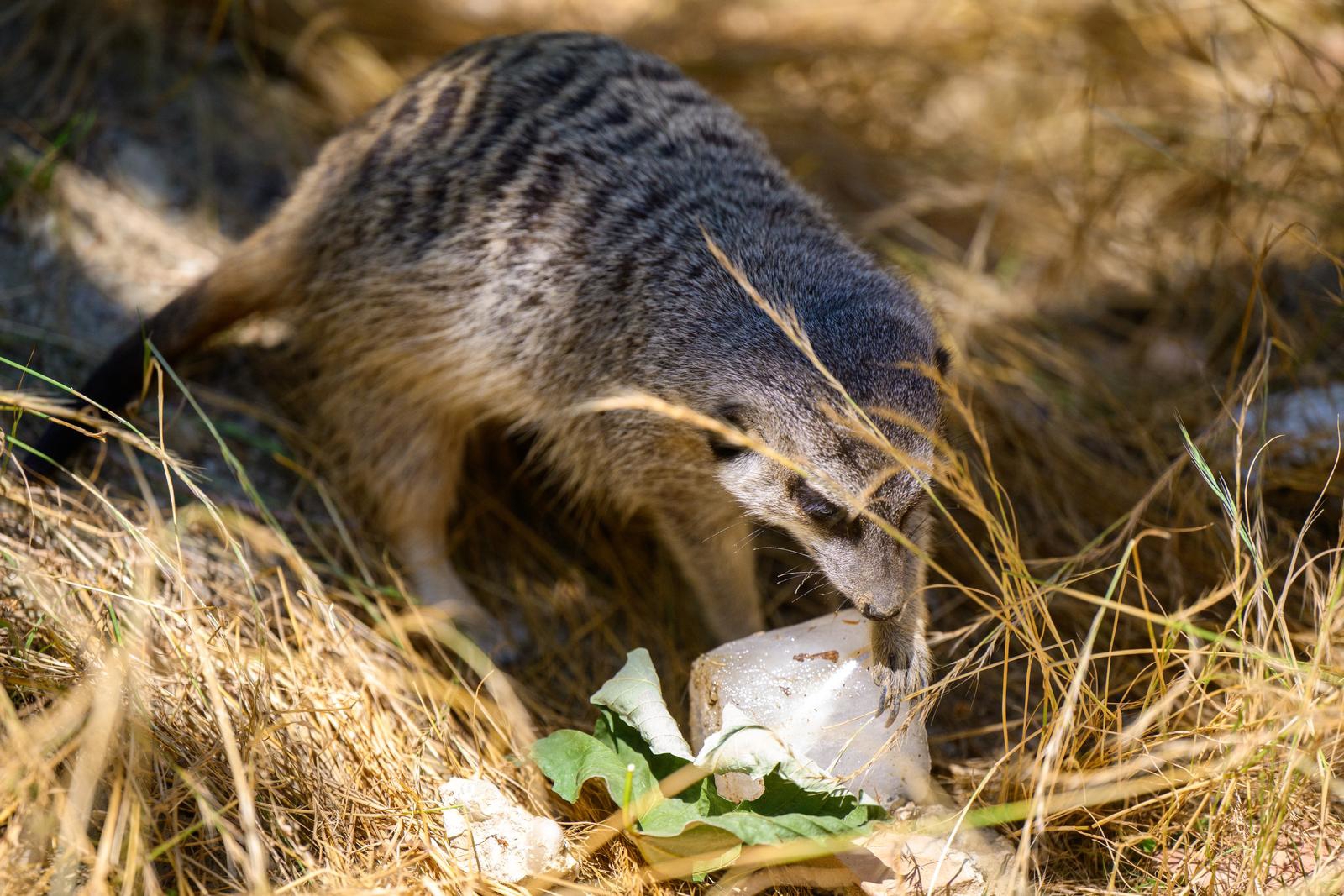 FOTO Životinje u zagrebačkom zoološkom vrtu dobile poslastice za osvježenje