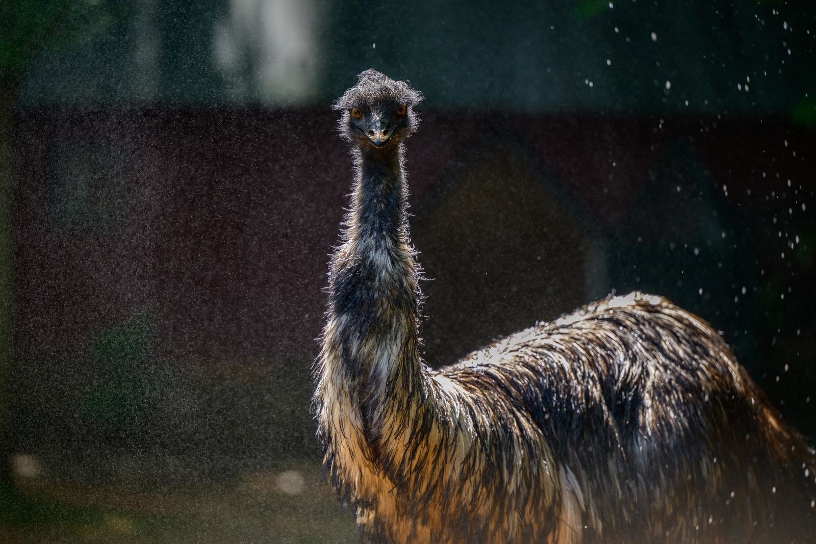 FOTO Životinje u zagrebačkom zoološkom vrtu dobile poslastice za osvježenje