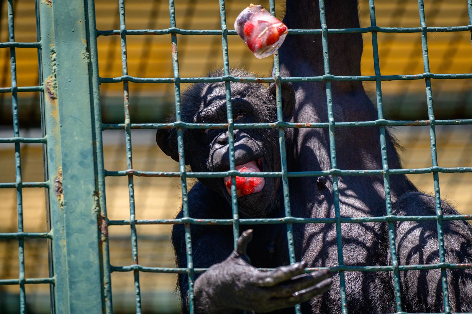 FOTO Životinje u zagrebačkom zoološkom vrtu dobile poslastice za osvježenje