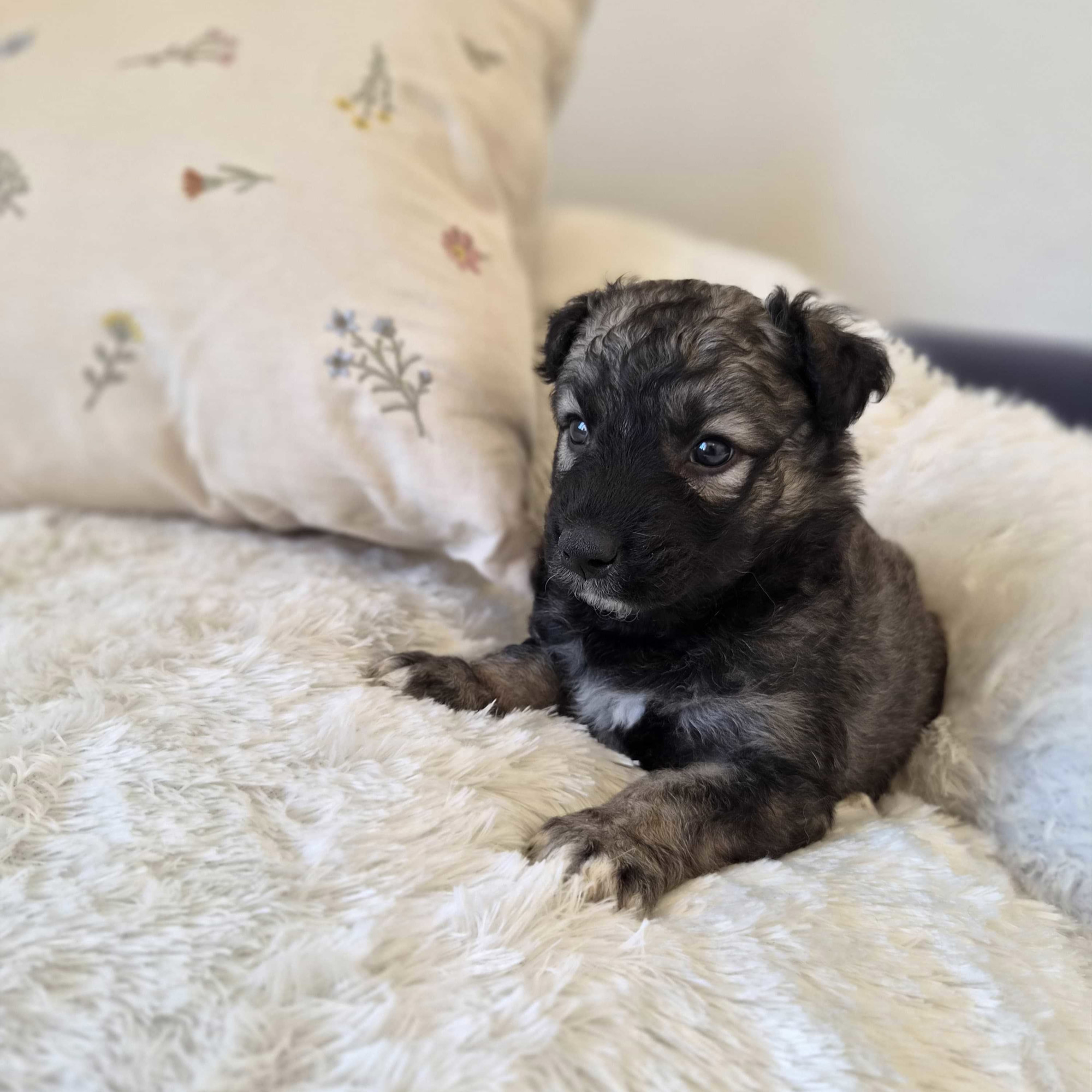 Pet štenaca pronađeno je kraj groblja u Biogradu na Moru. Sada traže novi dom