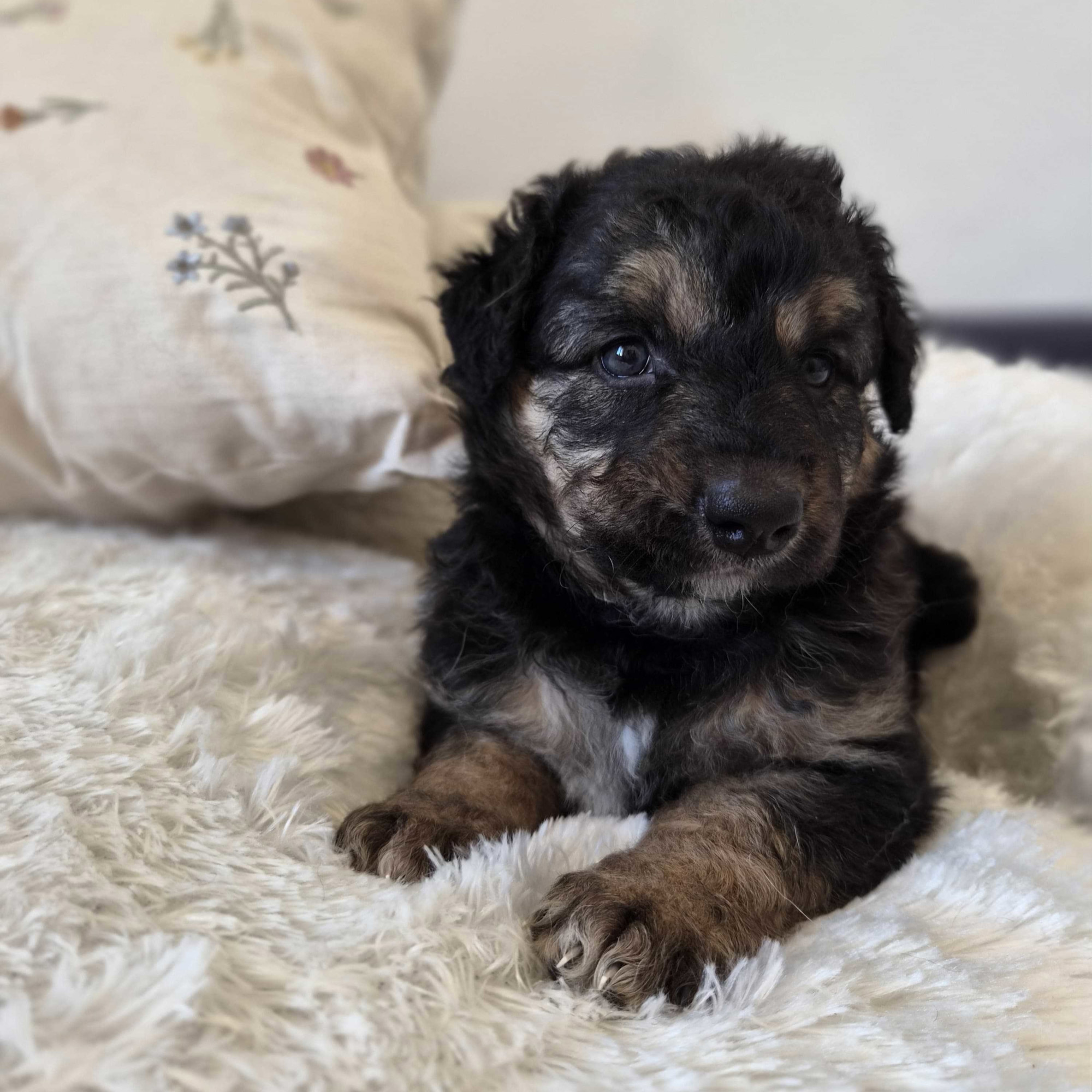 Pet štenaca pronađeno je kraj groblja u Biogradu na Moru. Sada traže novi dom