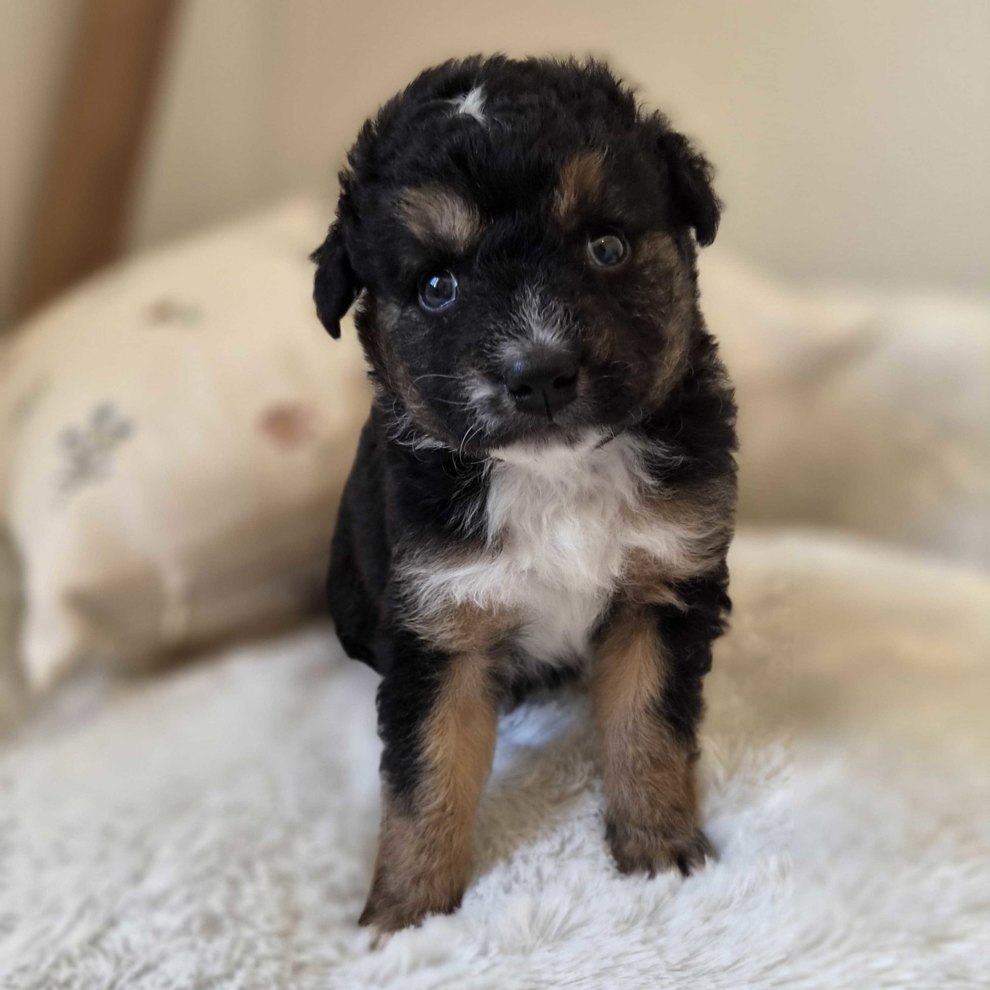 Pet štenaca pronađeno je kraj groblja u Biogradu na Moru. Sada traže novi dom