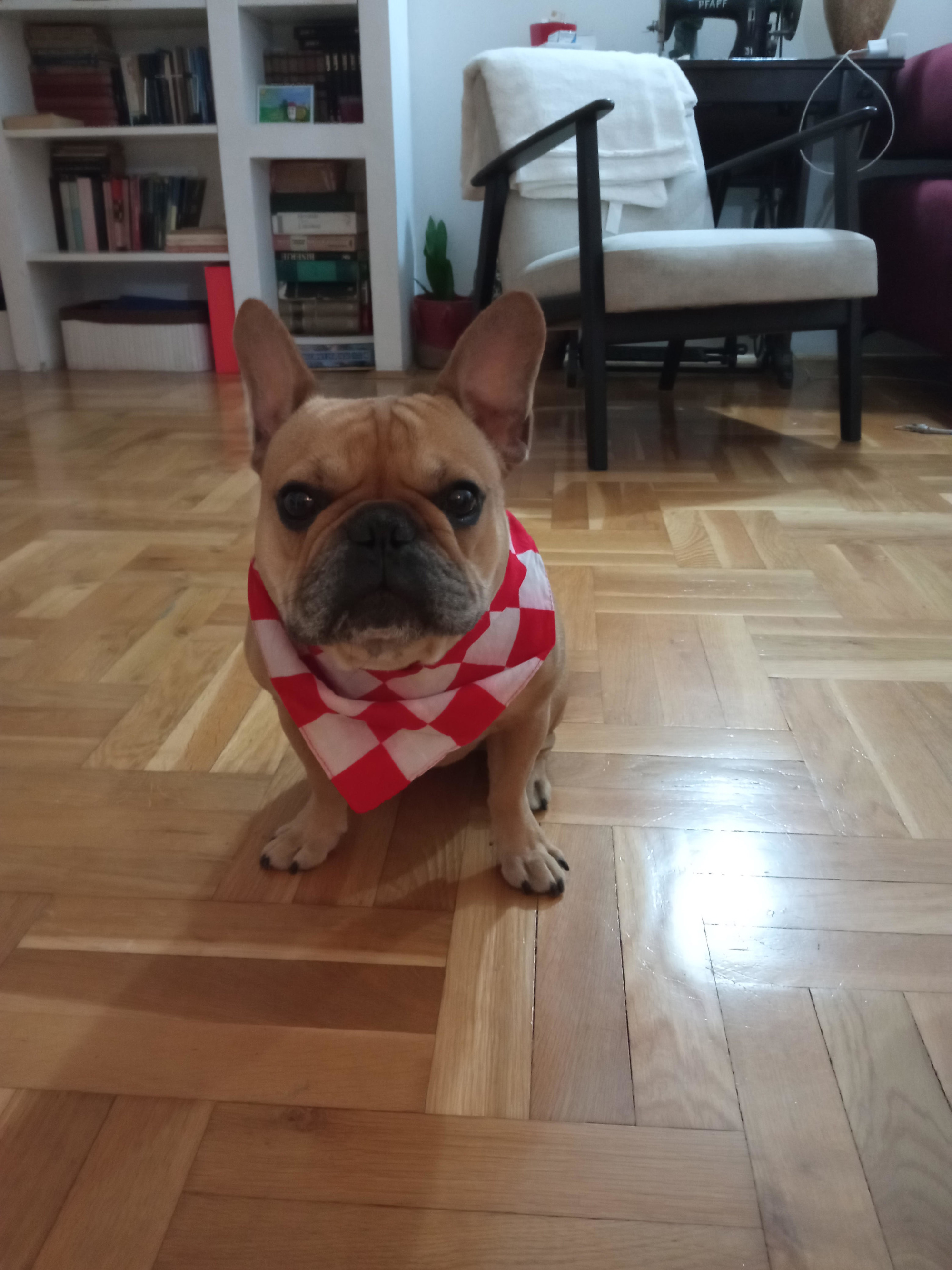 FOTO Najslađi navijači Vatrenih od jutra su u kockicama, pogledajte ih 🥰