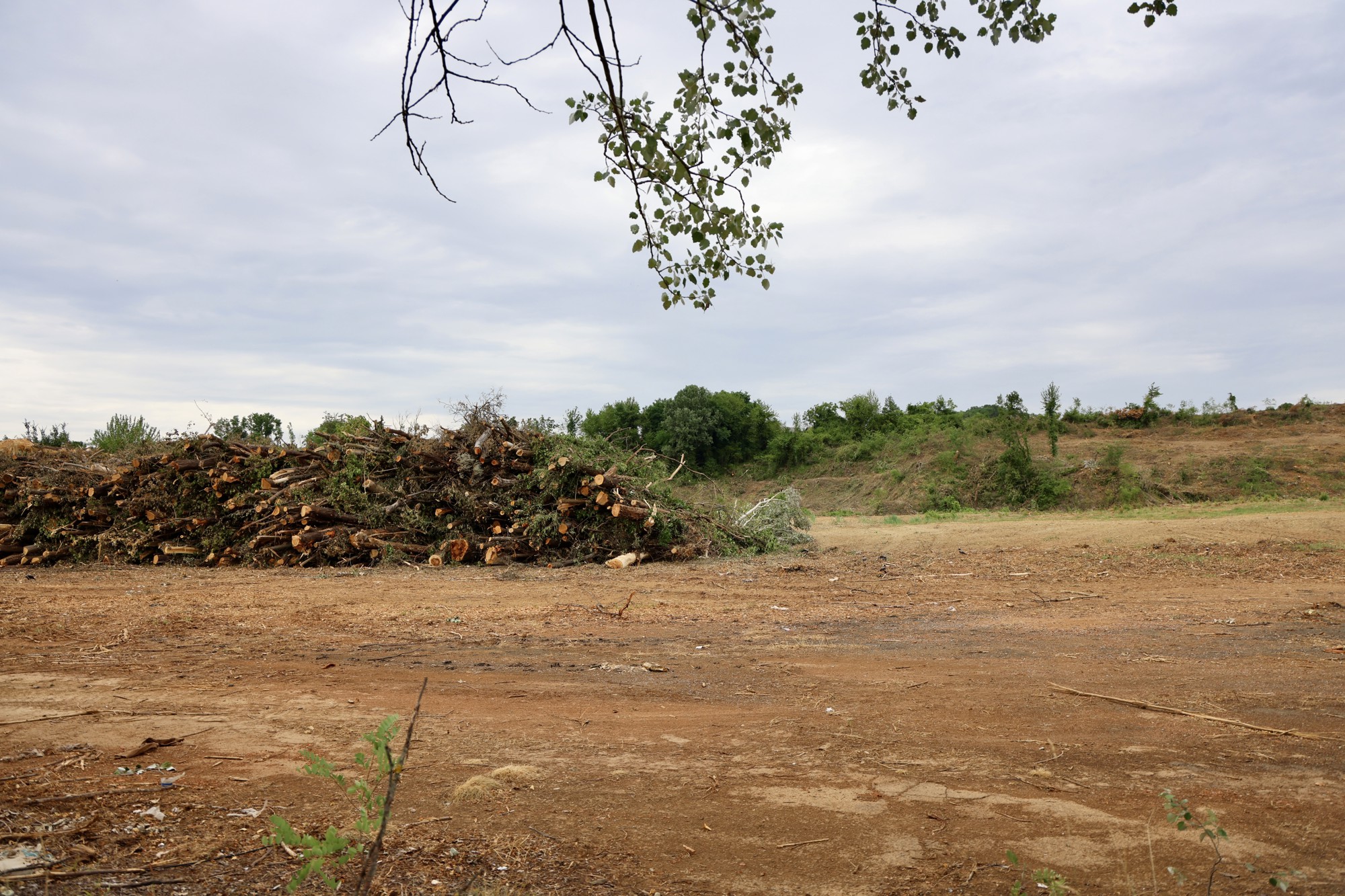 FOTO Posječena šuma na Mullerovom brijegu, debla čekaju odvoz
