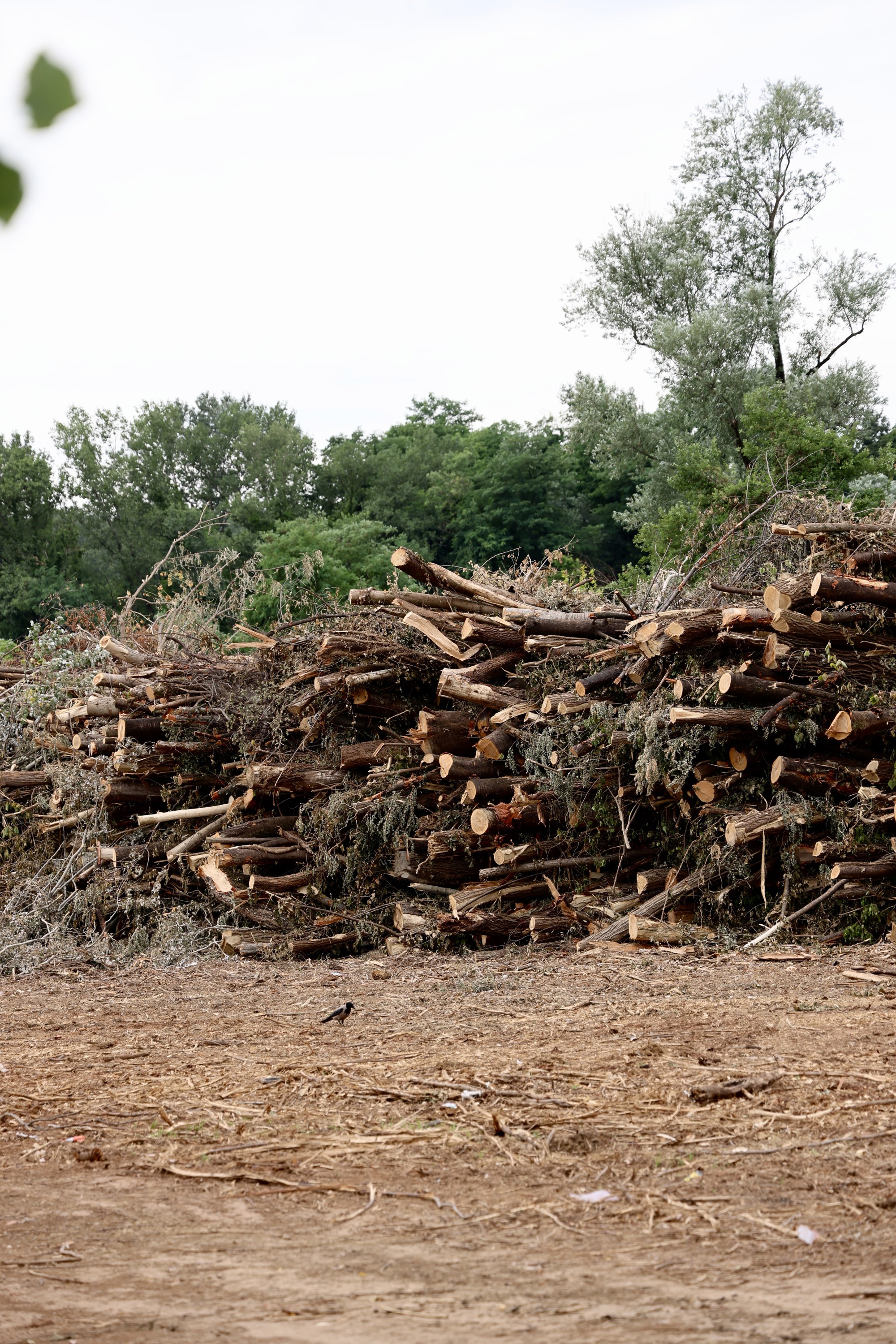 FOTO Posječena šuma na Mullerovom brijegu, debla čekaju odvoz
