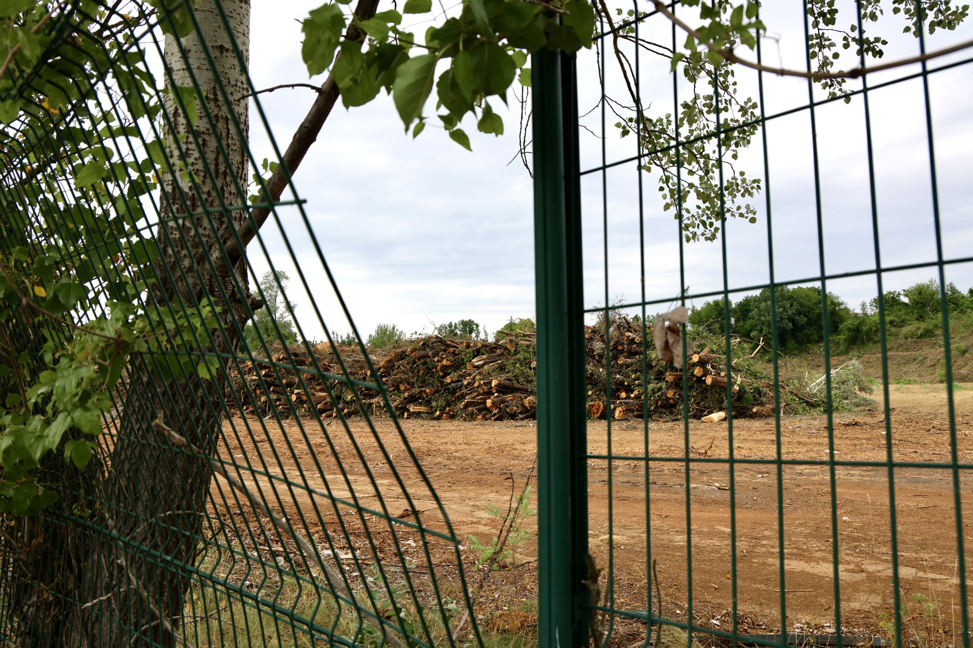FOTO Posječena šuma na Mullerovom brijegu, debla čekaju odvoz