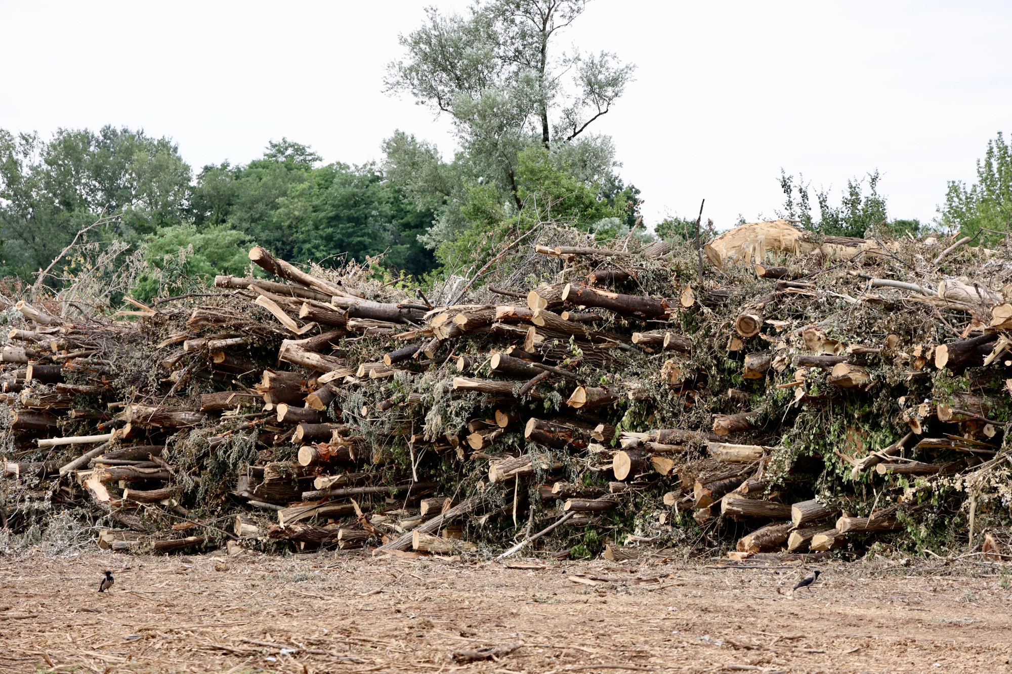FOTO Posječena šuma na Mullerovom brijegu, debla čekaju odvoz