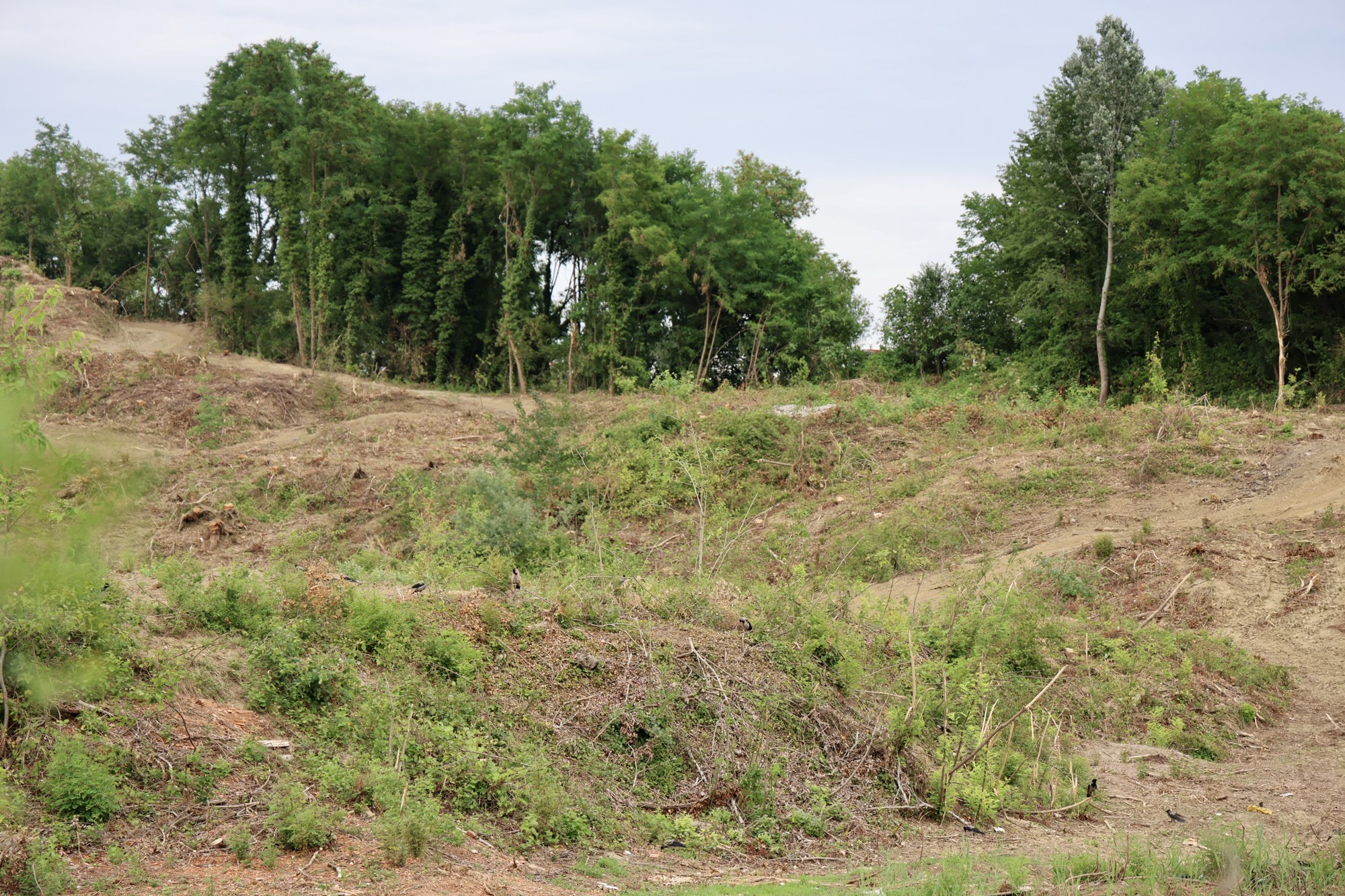 FOTO Posječena šuma na Mullerovom brijegu, debla čekaju odvoz