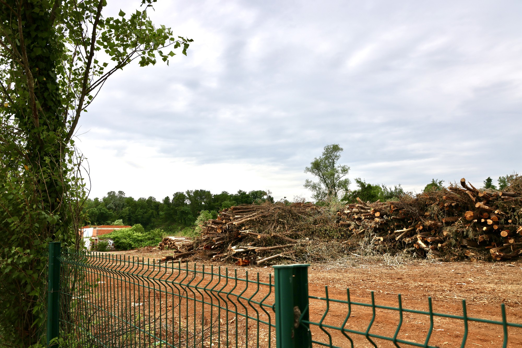 FOTO Posječena šuma na Mullerovom brijegu, debla čekaju odvoz