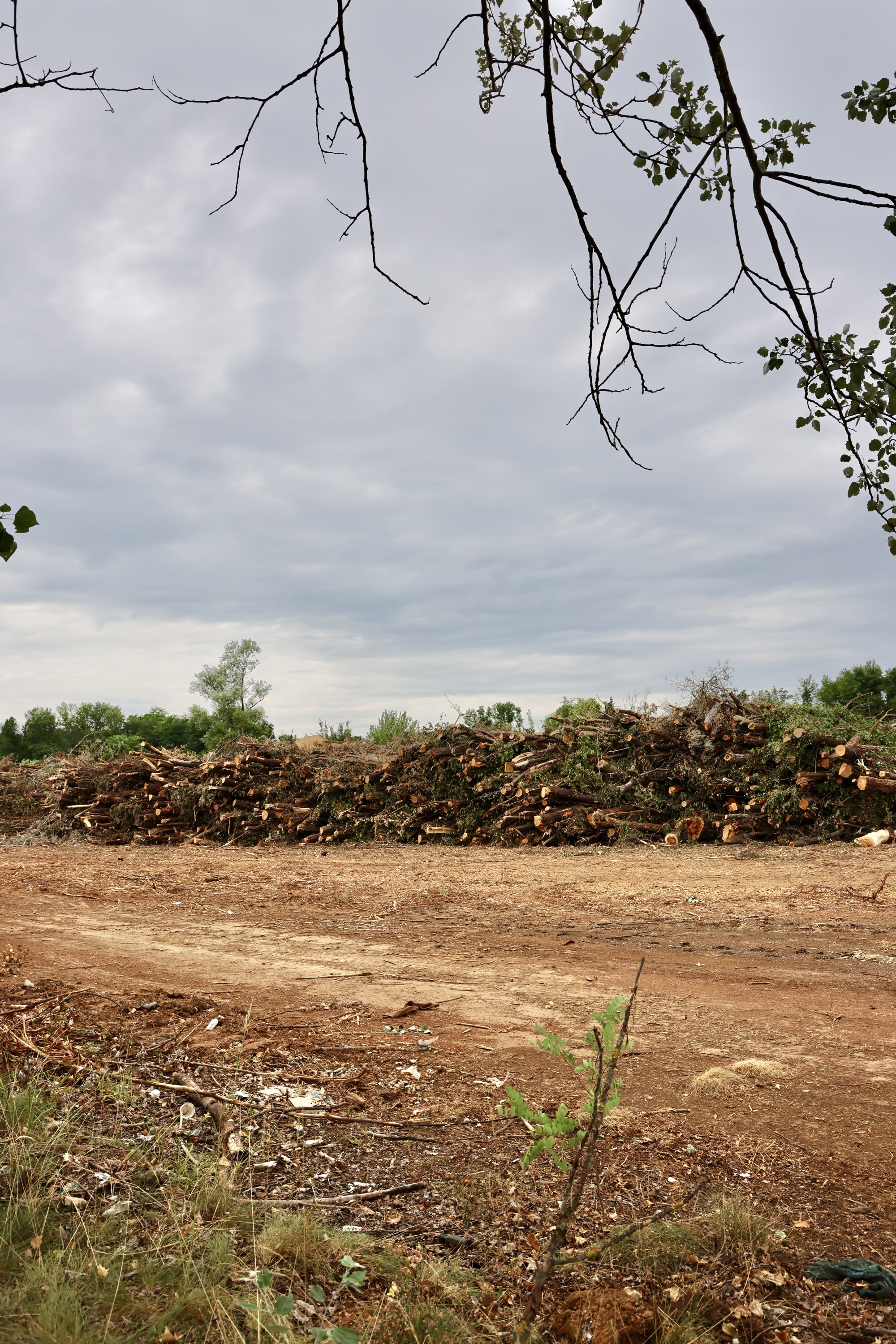 FOTO Posječena šuma na Mullerovom brijegu, debla čekaju odvoz