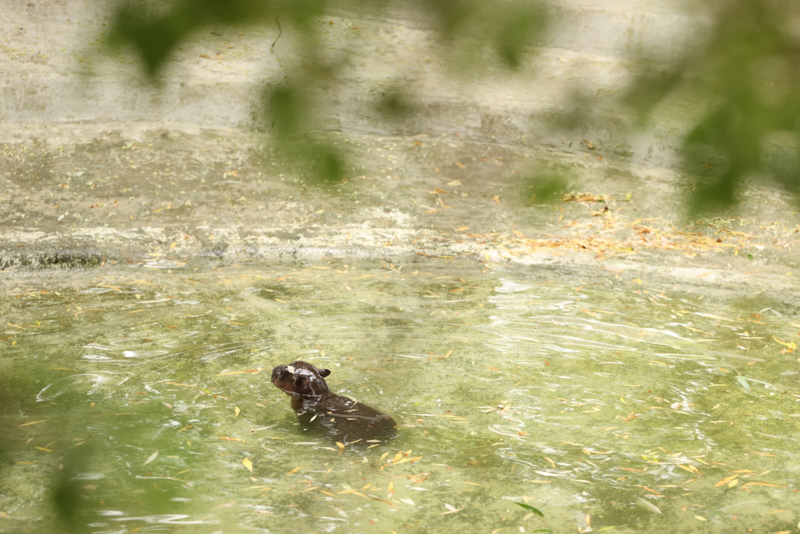 Raste poput gljive poslije kiše: ZOO Zagreb ima novu preslatku prinovu