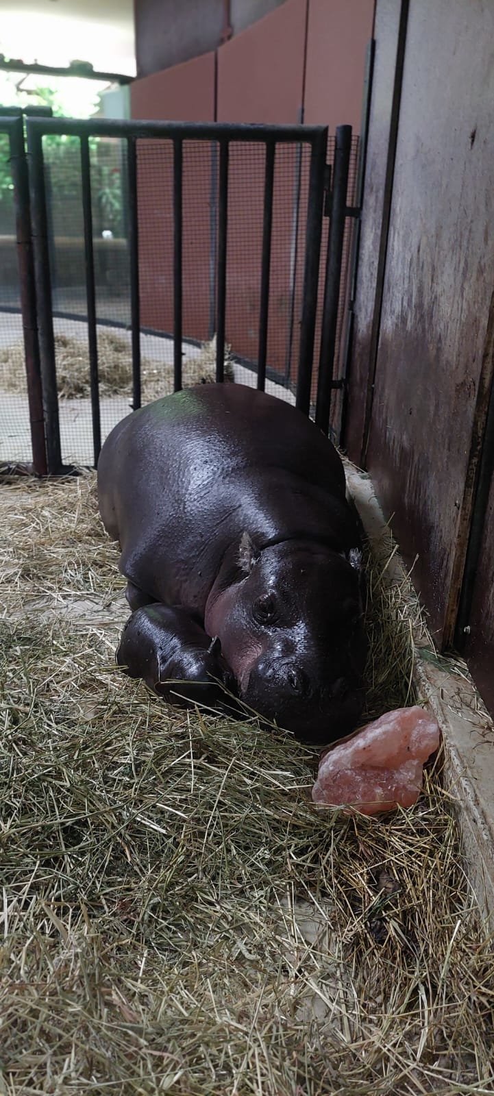 Raste poput gljive poslije kiše: ZOO Zagreb ima novu preslatku prinovu