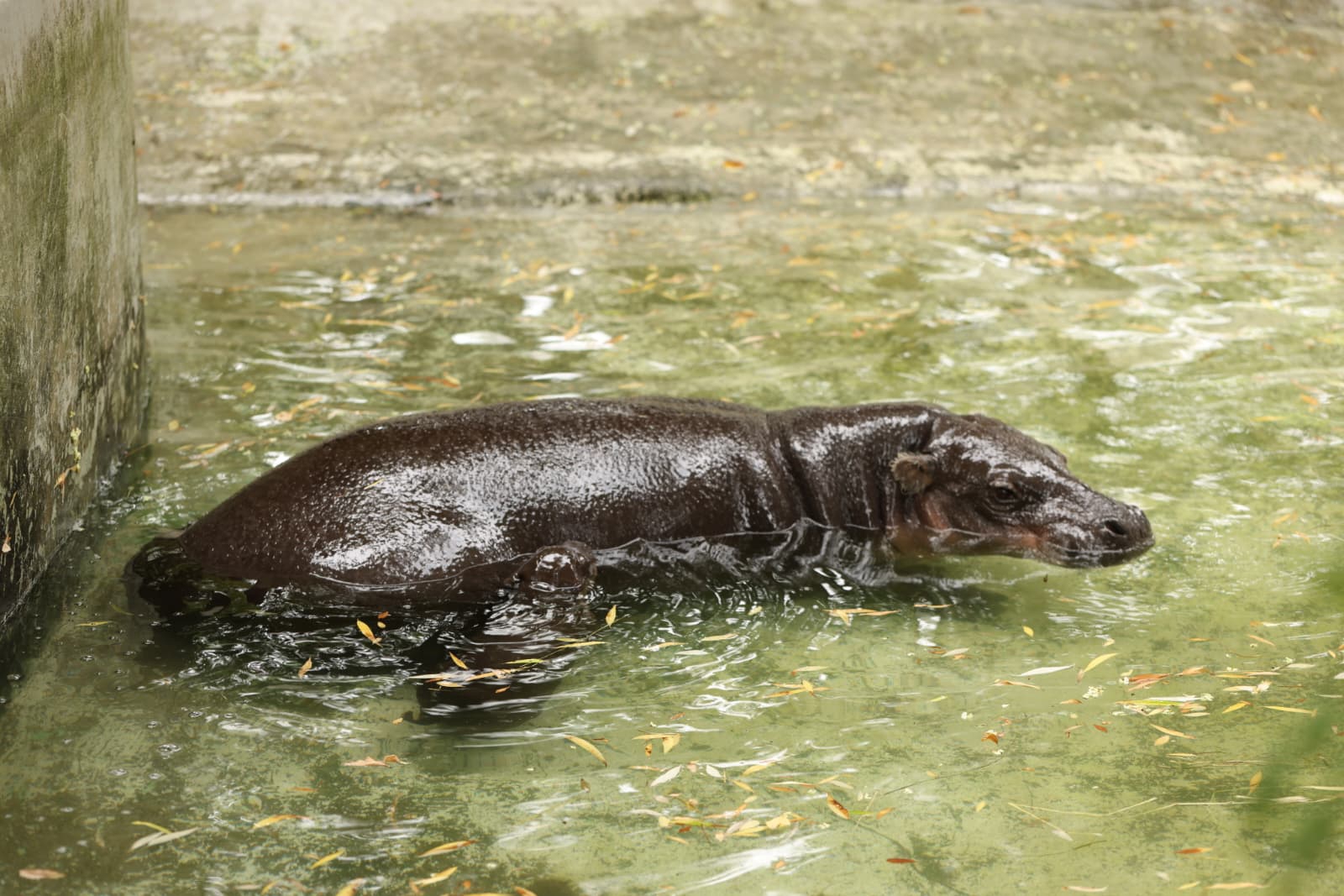 Raste poput gljive poslije kiše: ZOO Zagreb ima novu preslatku prinovu