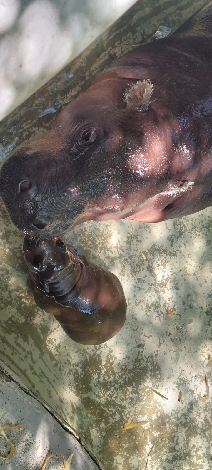 Raste poput gljive poslije kiše: ZOO Zagreb ima novu preslatku prinovu