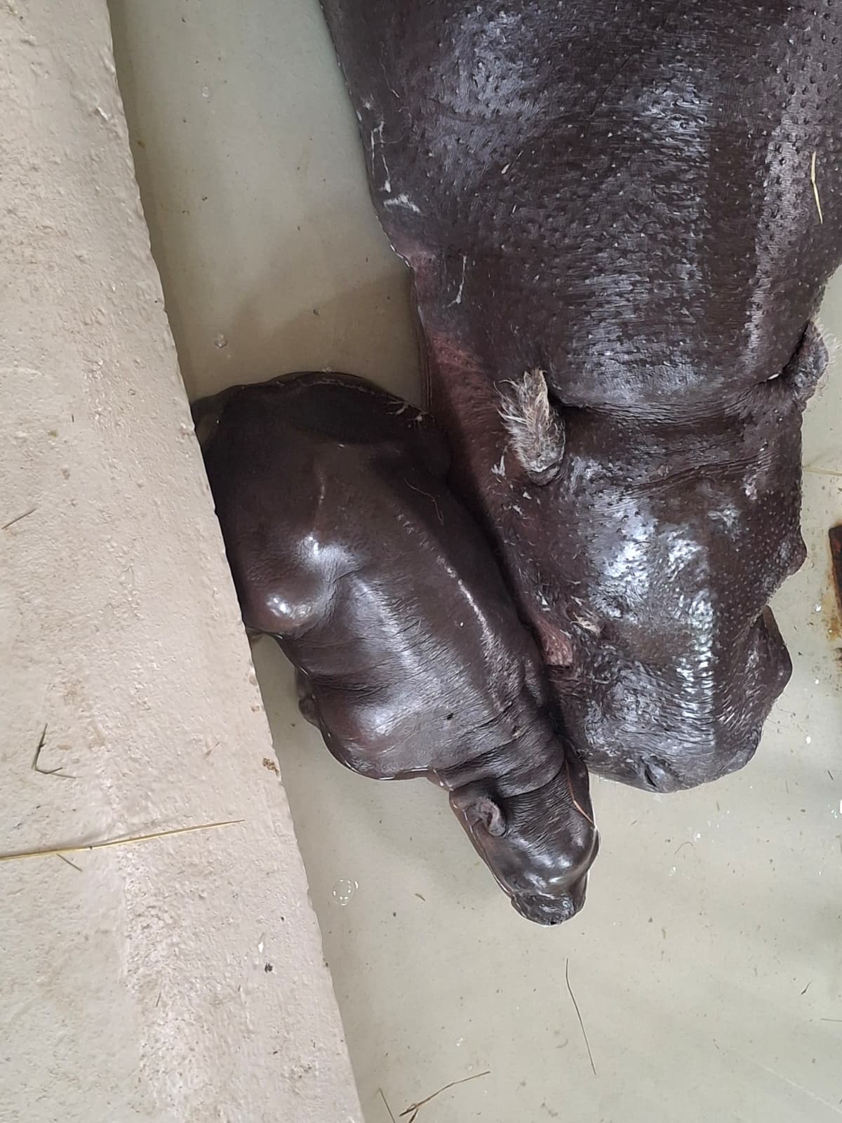 Raste poput gljive poslije kiše: ZOO Zagreb ima novu preslatku prinovu