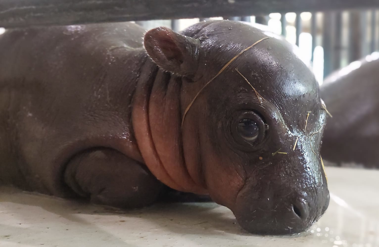Raste poput gljive poslije kiše: ZOO Zagreb ima novu preslatku prinovu