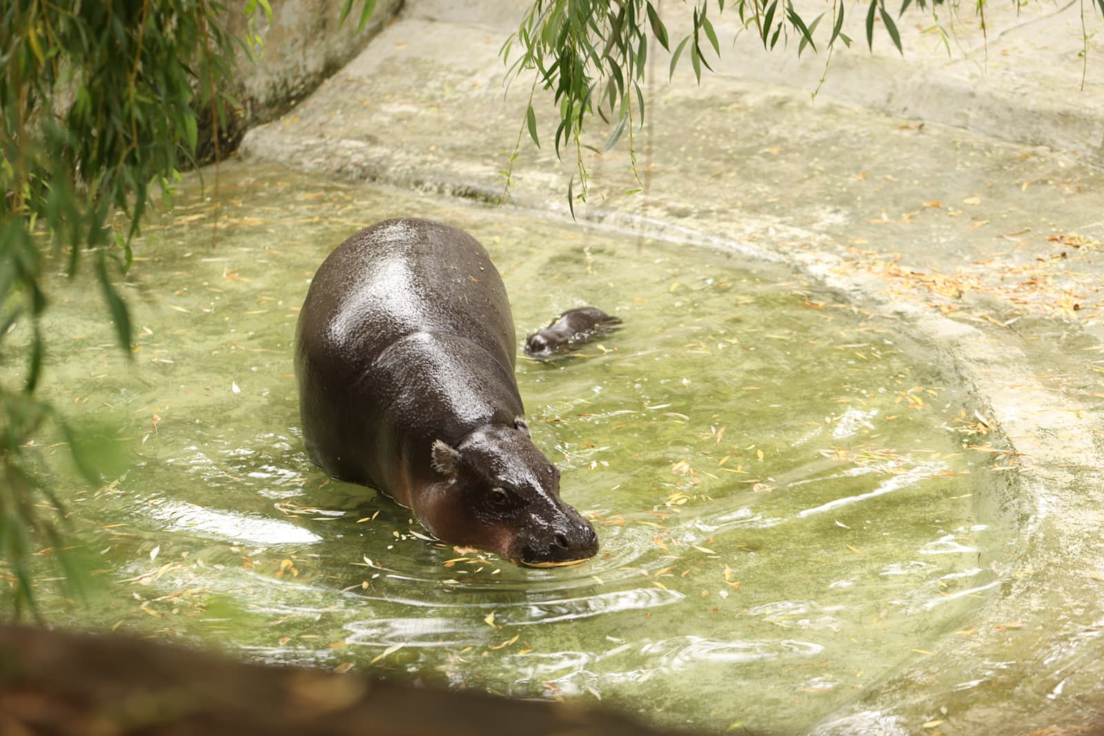 Raste poput gljive poslije kiše: ZOO Zagreb ima novu preslatku prinovu