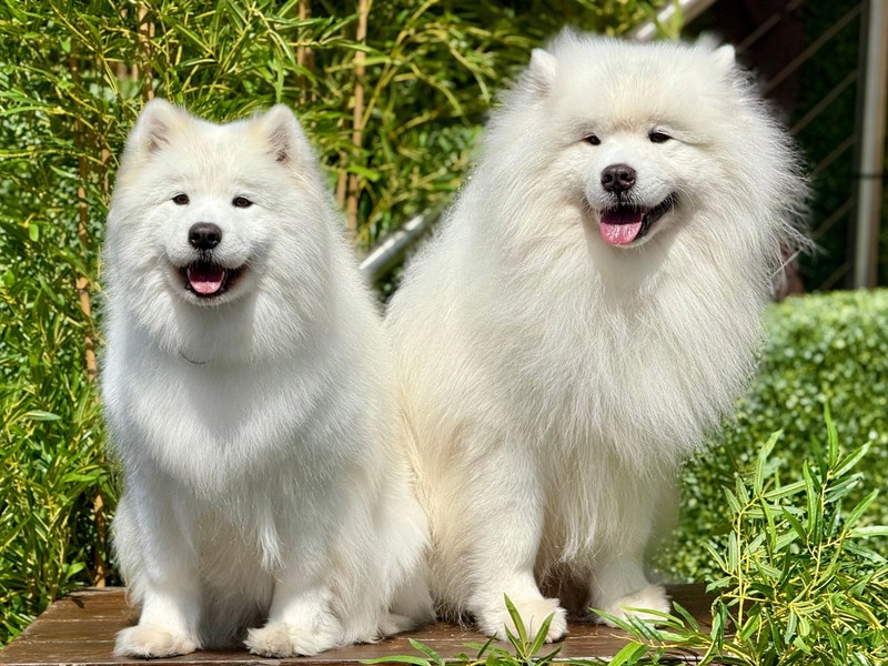 Samojed