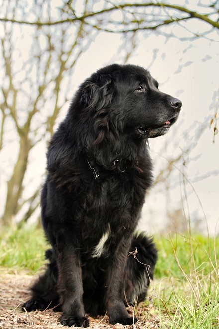 Newfoundland