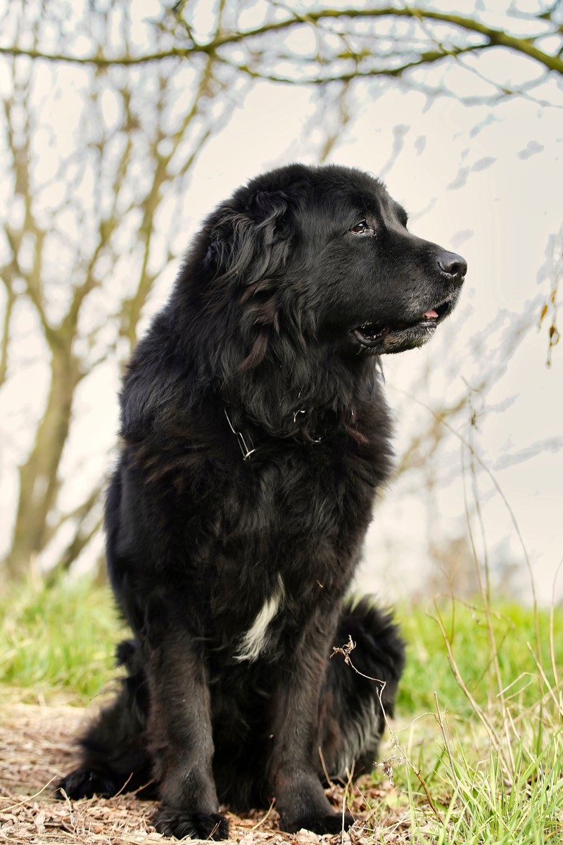 Newfoundland
