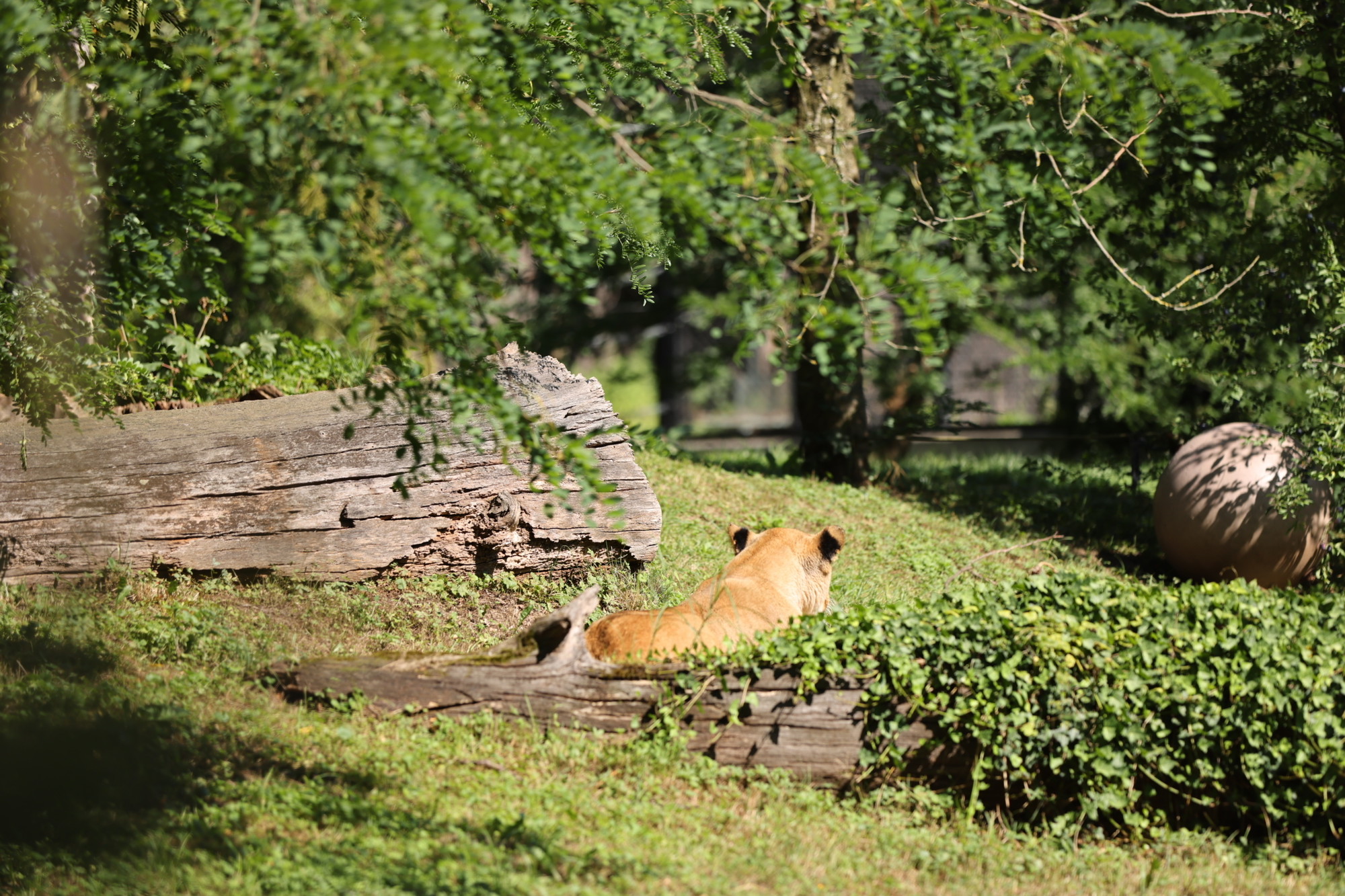 VIDEO I FOTO Par afričkih lavova stigao u zagrebački ZOO. Zovu se Uganda i Tyria