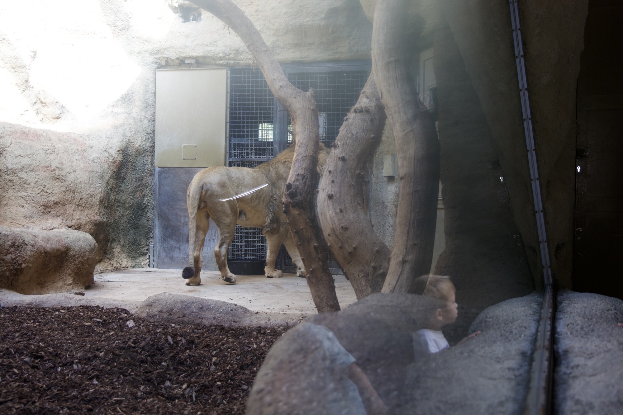 VIDEO I FOTO Par afričkih lavova stigao u zagrebački ZOO. Zovu se Uganda i Tyria