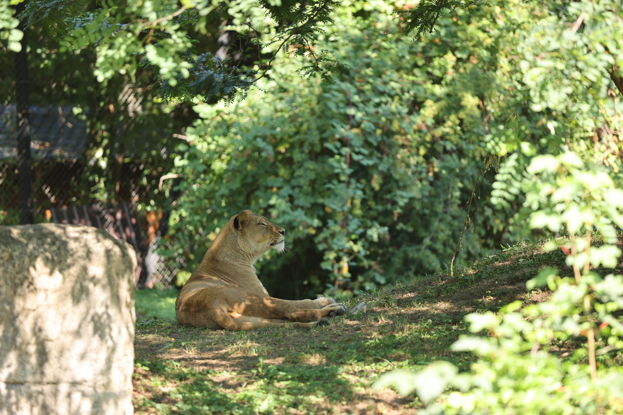 VIDEO I FOTO Par afričkih lavova stigao u zagrebački ZOO. Zovu se Uganda i Tyria