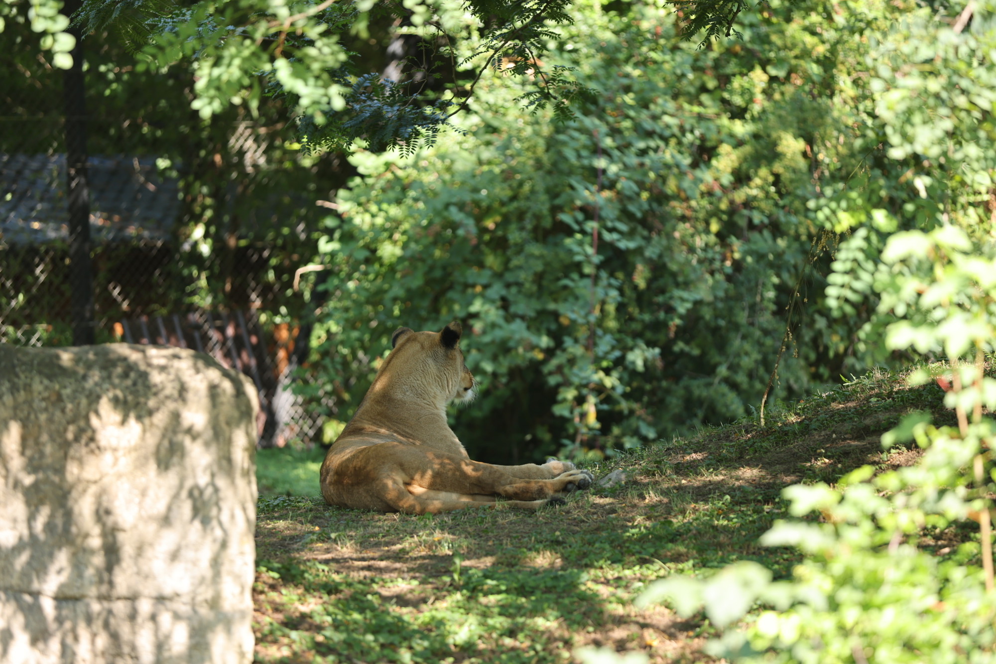 VIDEO I FOTO Par afričkih lavova stigao u zagrebački ZOO. Zovu se Uganda i Tyria