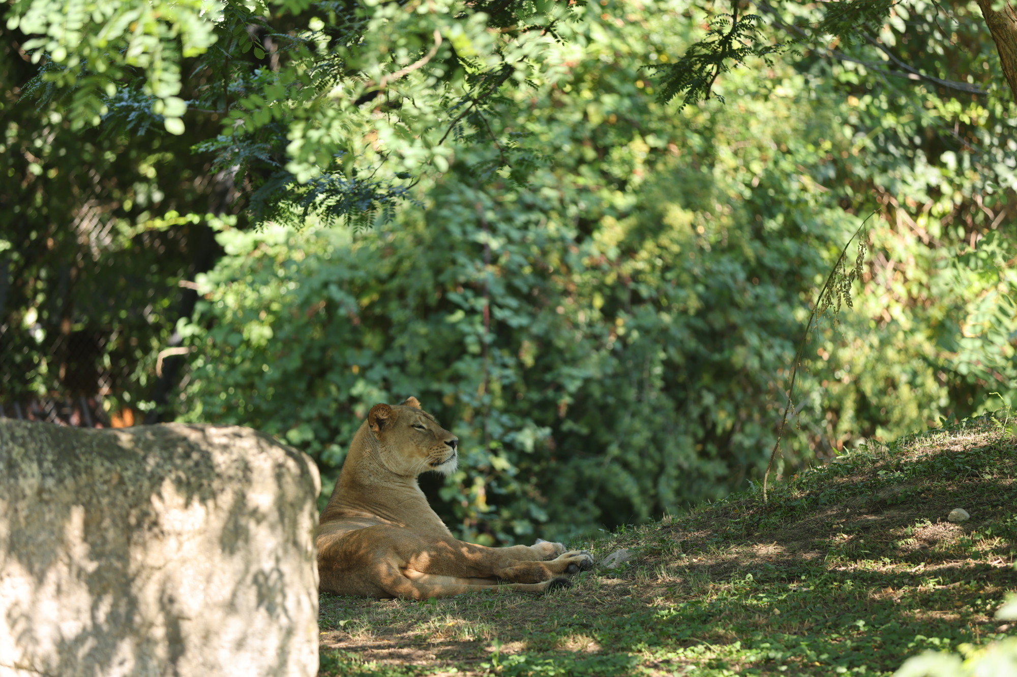 VIDEO I FOTO Par afričkih lavova stigao u zagrebački ZOO. Zovu se Uganda i Tyria