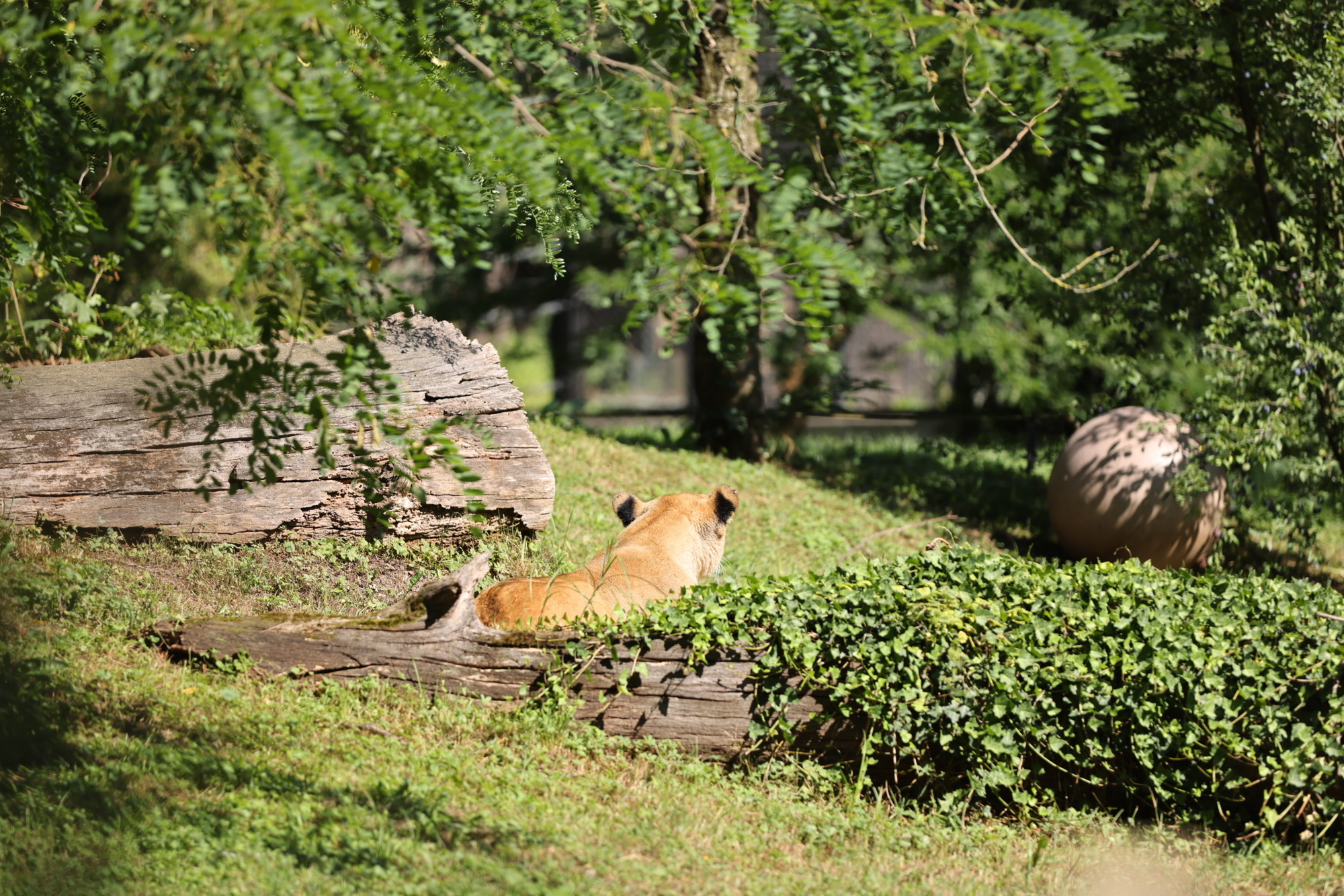 VIDEO I FOTO Par afričkih lavova stigao u zagrebački ZOO. Zovu se Uganda i Tyria