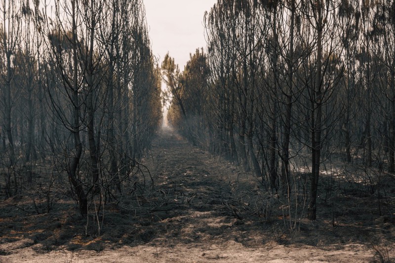 Požari u Marcheprimeu na jugozapadu Francuske.