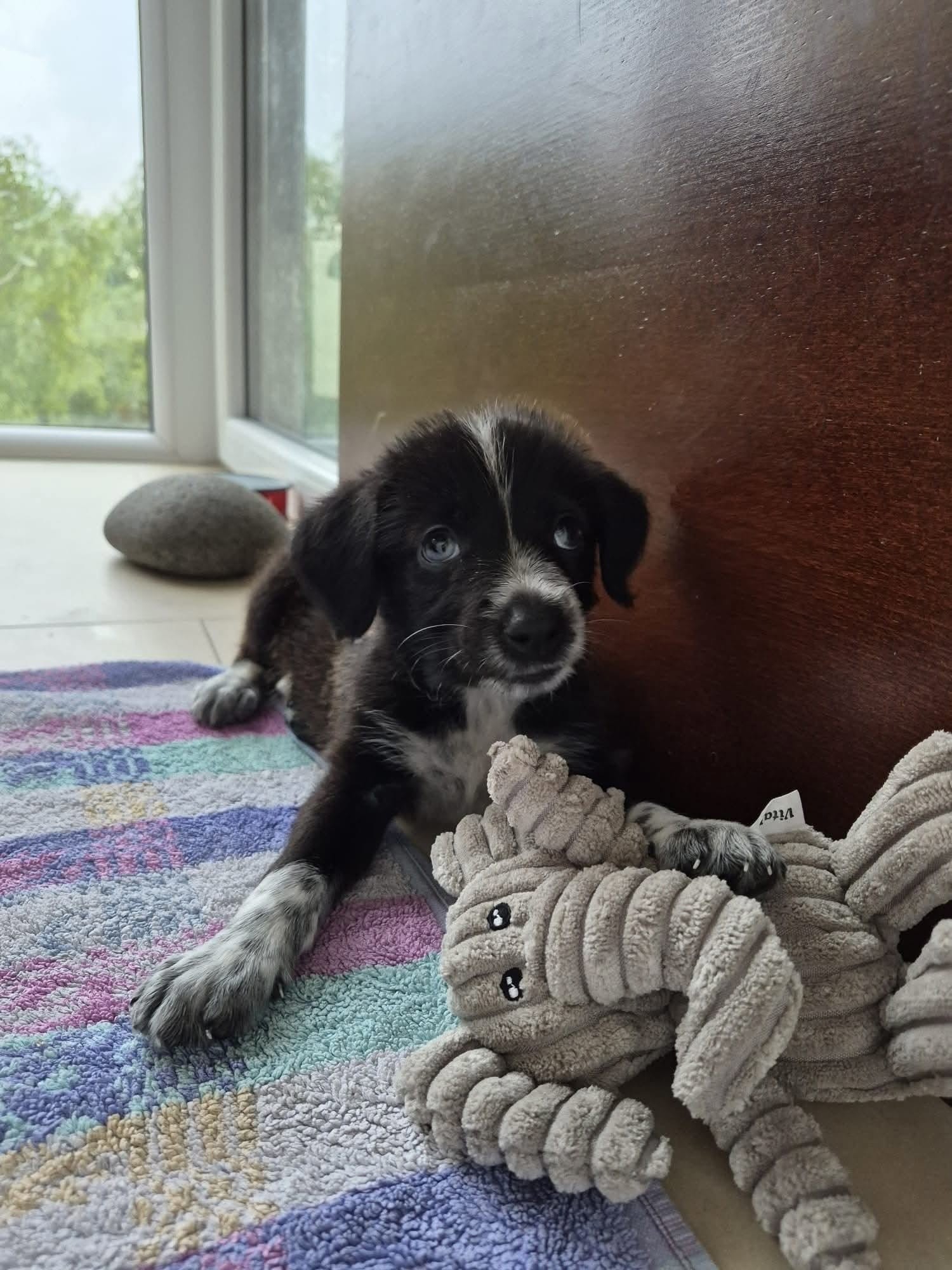 Tim i Timma pronađeni su napušteni uz cestu, sada traže svoj zauvijek dom