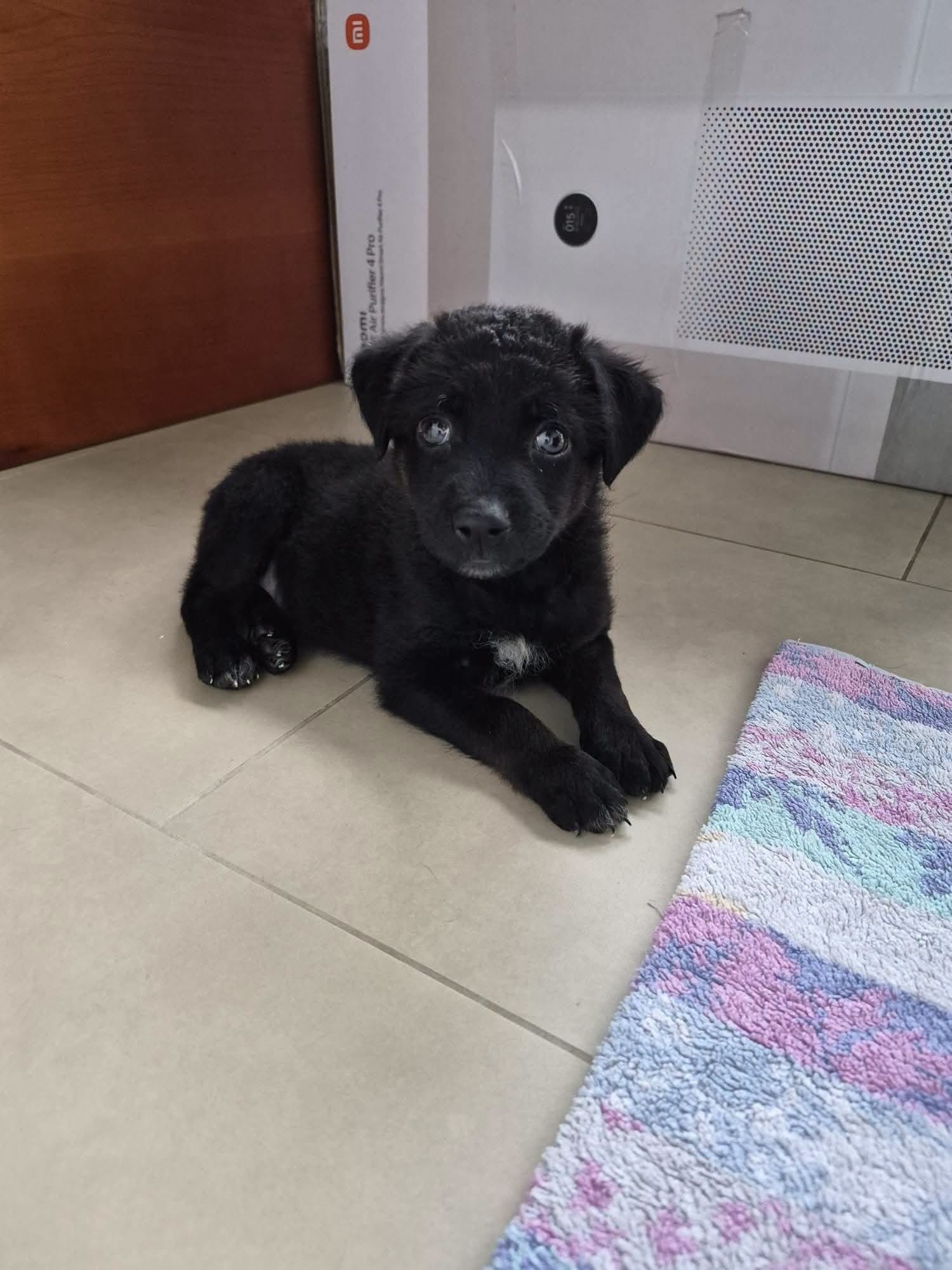 Tim i Timma pronađeni su napušteni uz cestu, sada traže svoj zauvijek dom