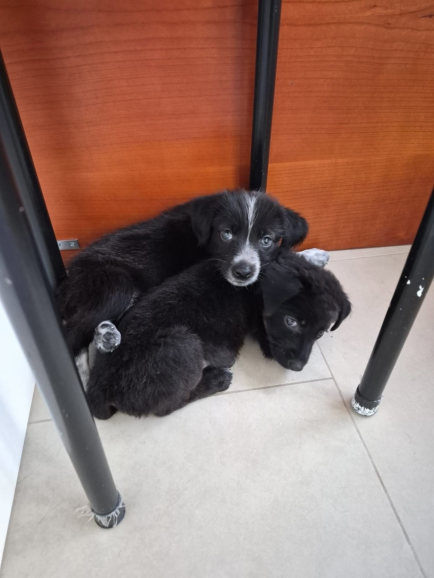 Tim i Timma pronađeni su napušteni uz cestu, sada traže svoj zauvijek dom