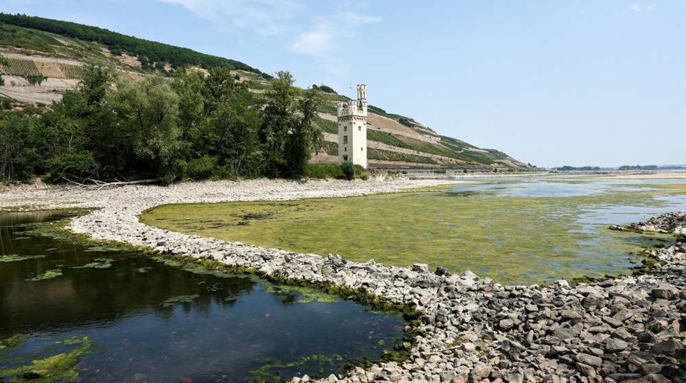 Rijeka Rajna