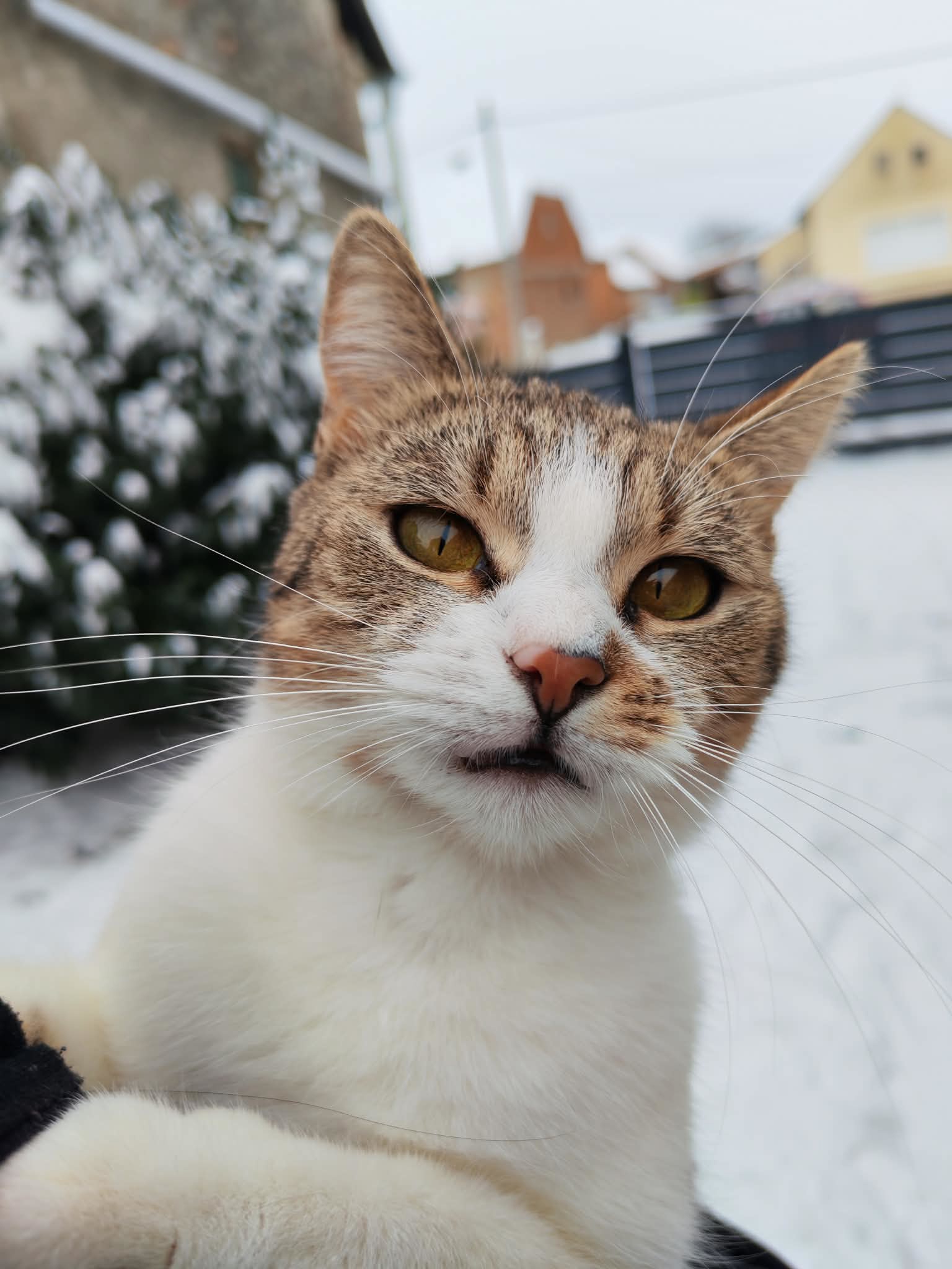 FOTO Zatrpali ste nas fotkama svojih mačaka i tako je nastala najslađa galerija dana