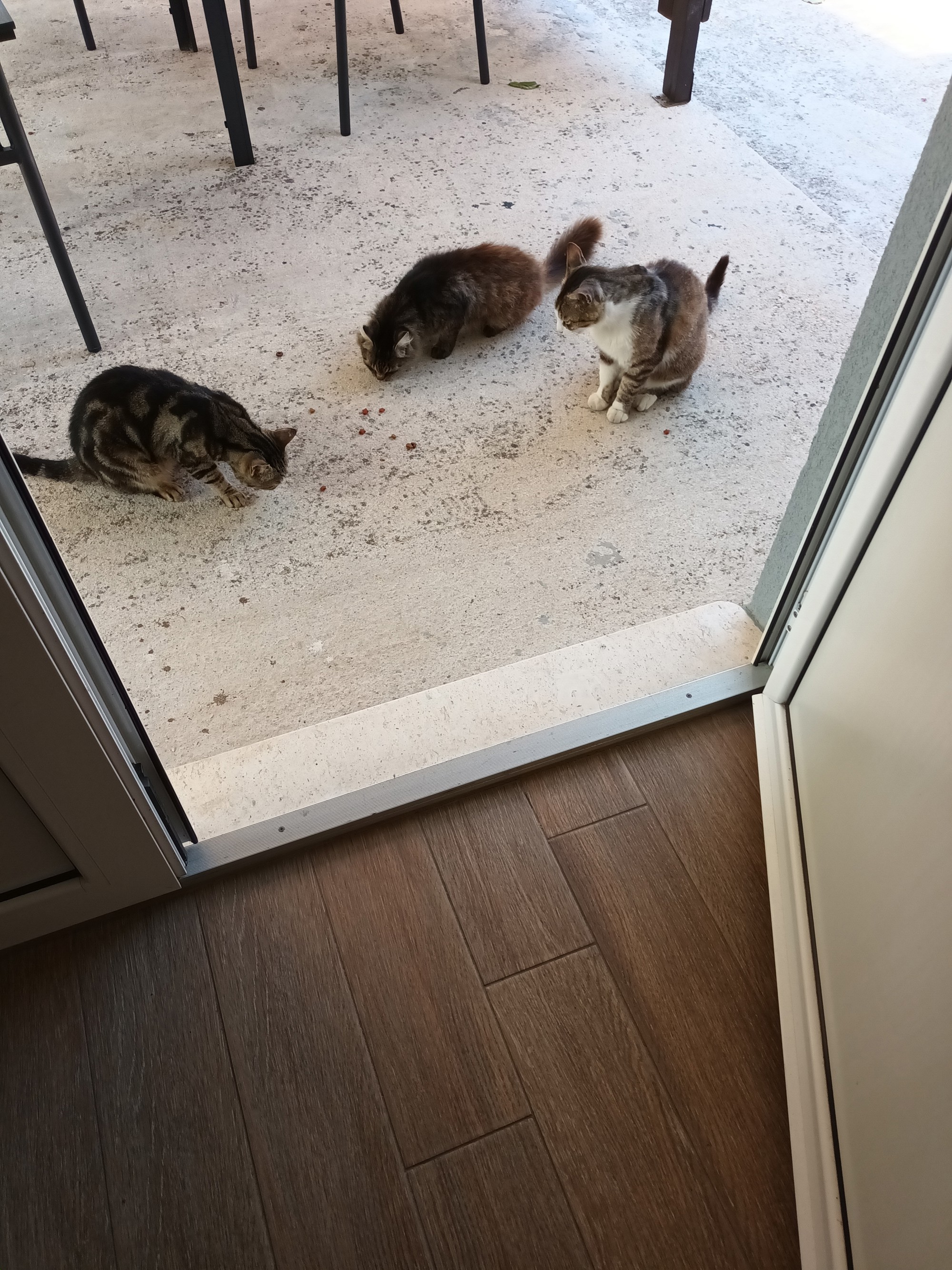 FOTO Zatrpali ste nas fotkama svojih mačaka i tako je nastala najslađa galerija dana