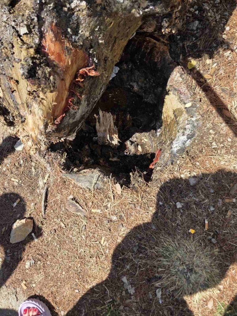 FOTO U Crikvenici bor pao na kupače, ozlijeđeno petero odraslih i troje djece