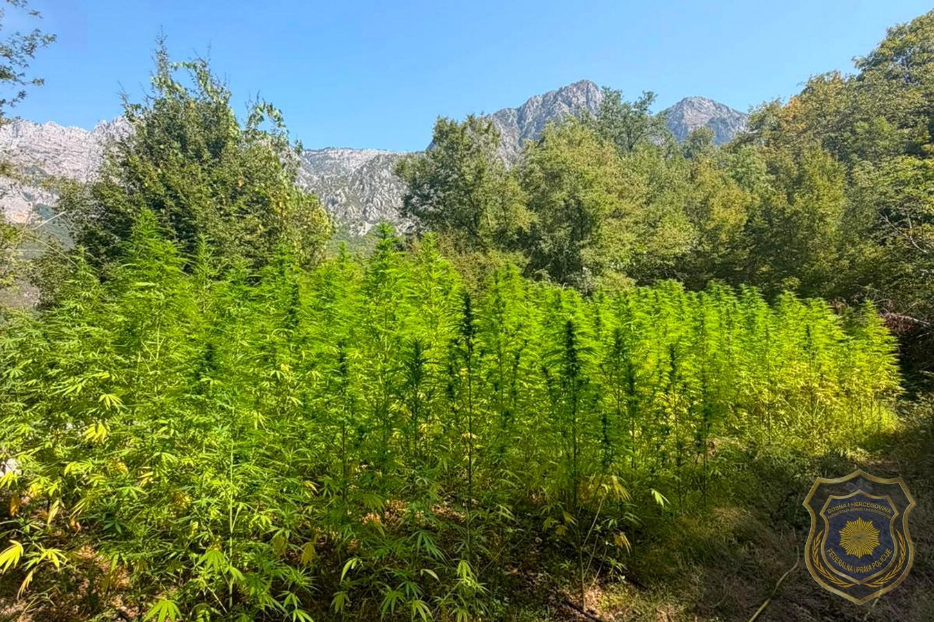FOTO Policija kod Mostara otkrila 12 plantaža marihuane