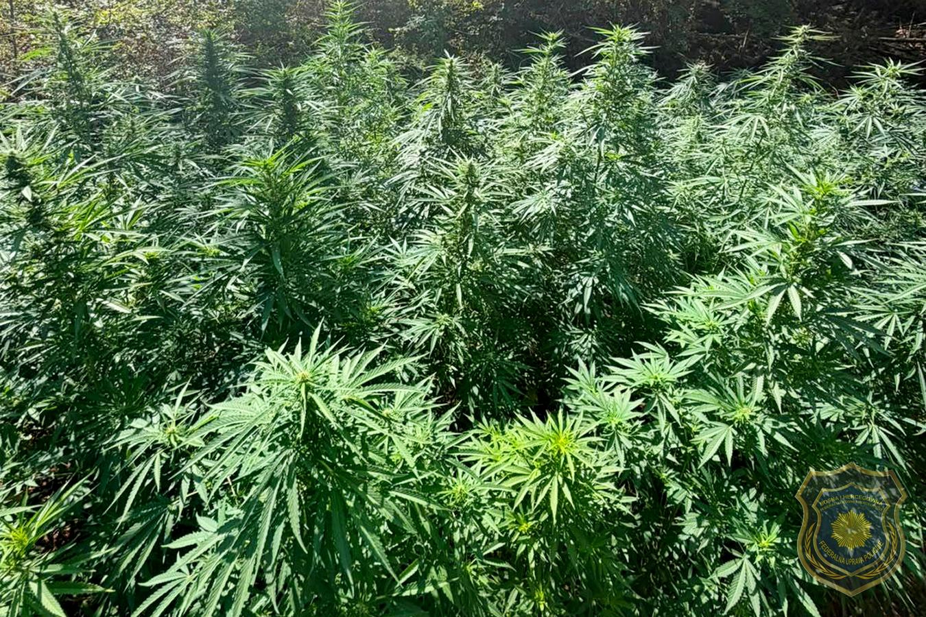 FOTO Policija kod Mostara otkrila 12 plantaža marihuane